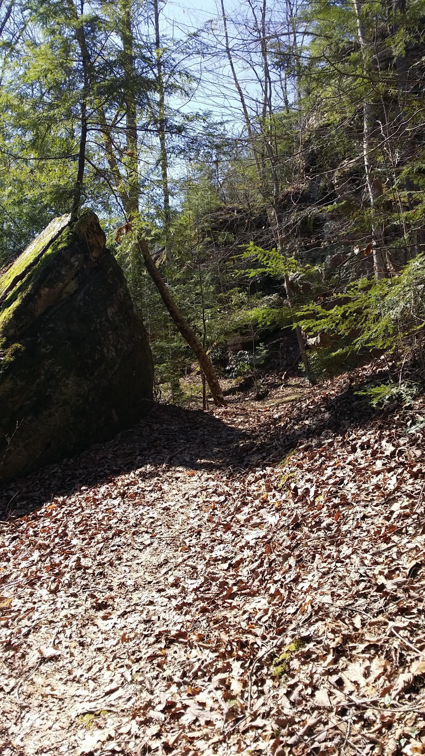 A sunlit forest path covered with fallen leaves, flanked by trees and a large moss-covered rock on the left. The background features lush greenery, creating a serene natural setting. Big South Fork mountain bike trail.