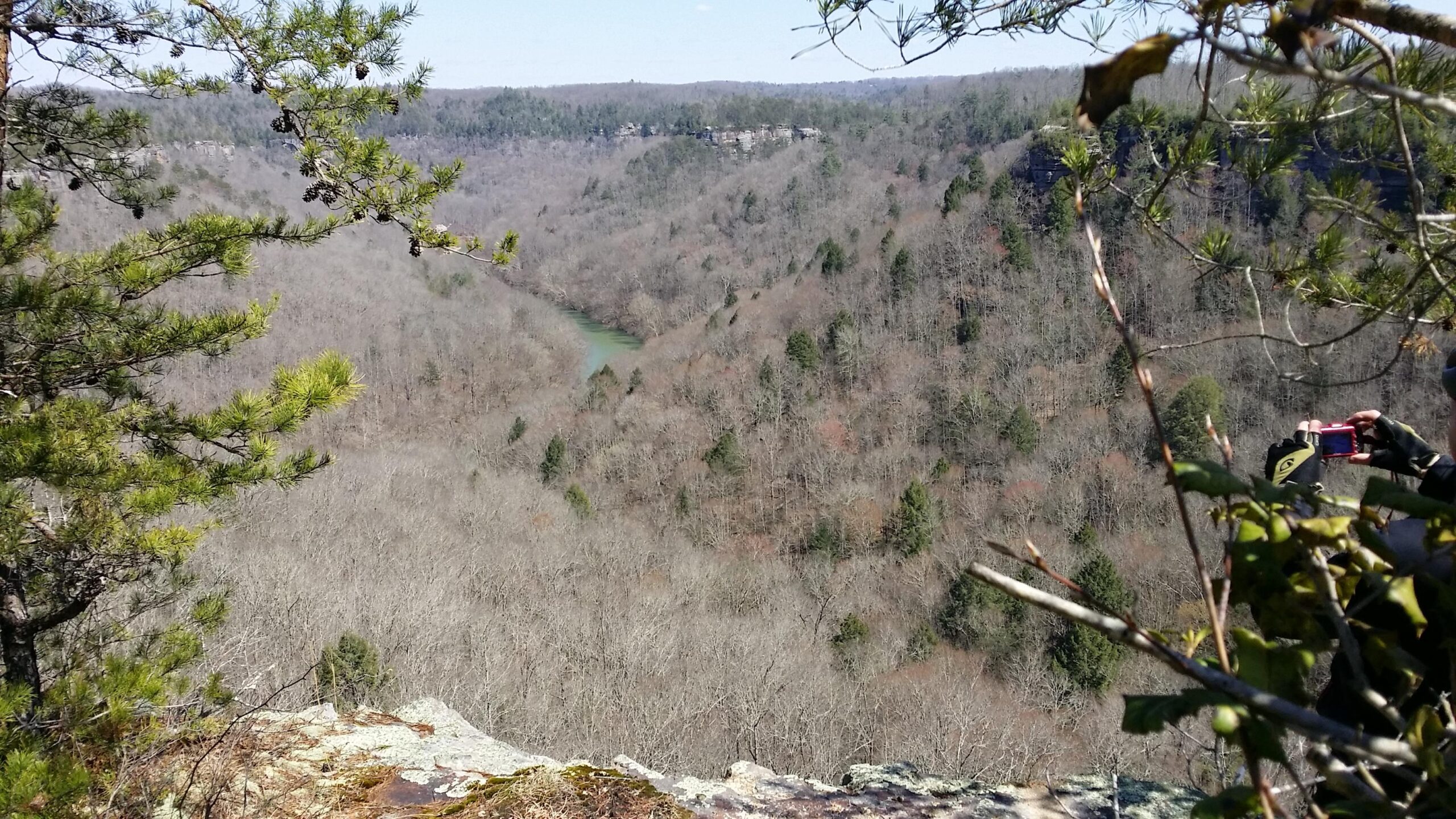 A panoramic view of a wooded valley during early spring, featuring a river winding through bare trees and lush green patches. The foreground shows part of a rocky outcrop with pine branches, while a distant cliff line can be seen in the background. Big South Fork mountain bike trail.