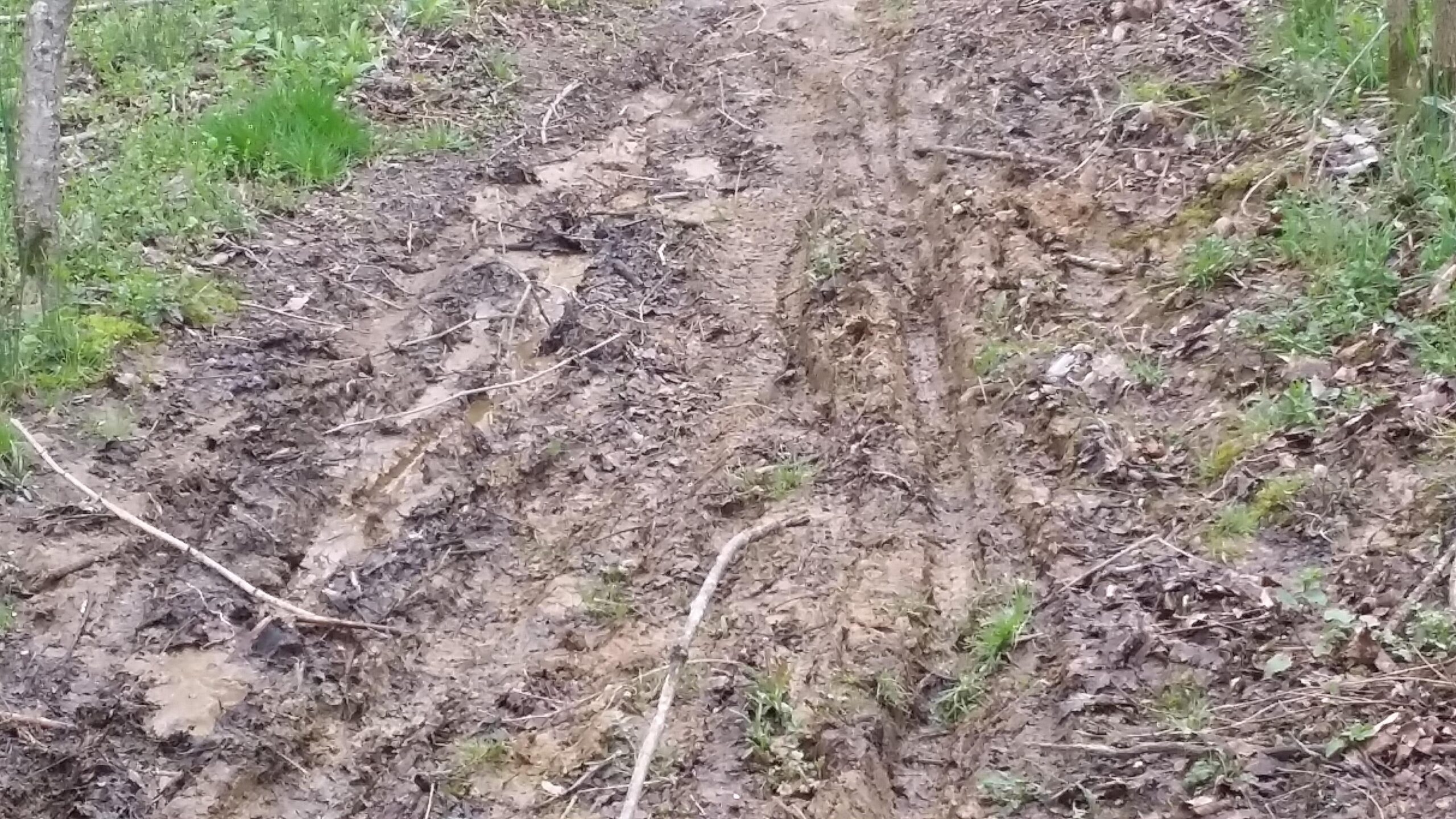 A muddy and uneven dirt path winding through a forested area, surrounded by small patches of grass and scattered twigs. Devou Park mountain bike trail.