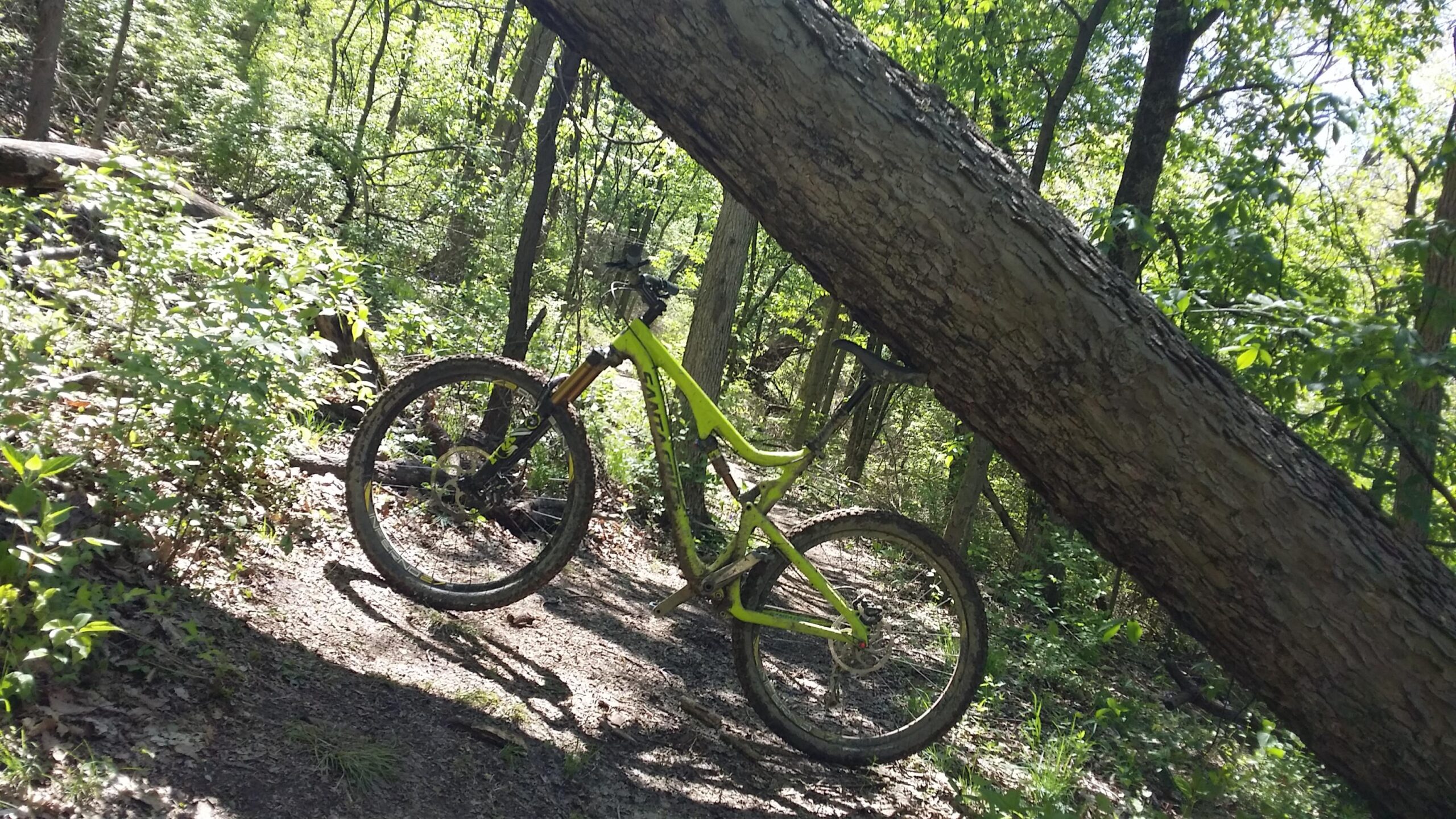 A mountain bike leaning against a fallen tree in a lush, green forest. Sunlight filters through the trees, illuminating the bike and the surrounding vegetation. Devou Park mountain bike trail.