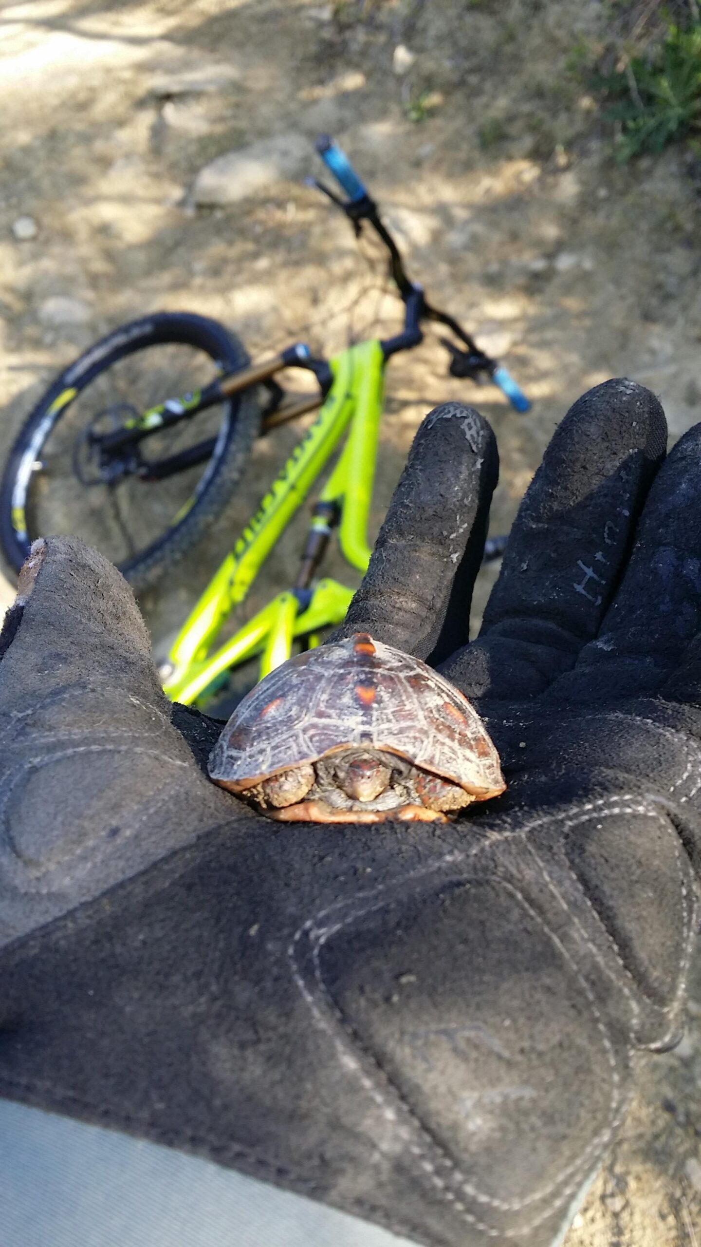 A close-up image of a small turtle being held in a gloved hand, with a bright green mountain bike partially visible in the background on a dirt path. Devou Park mountain bike trail.