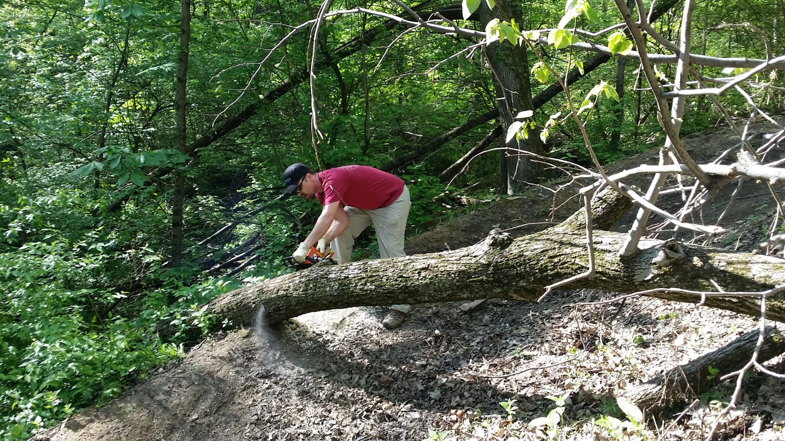 A person in a red shirt and gloves uses a chainsaw to cut a fallen tree trunk in a lush green forest, surrounded by dense vegetation and trees. Devou Park mountain bike trail.