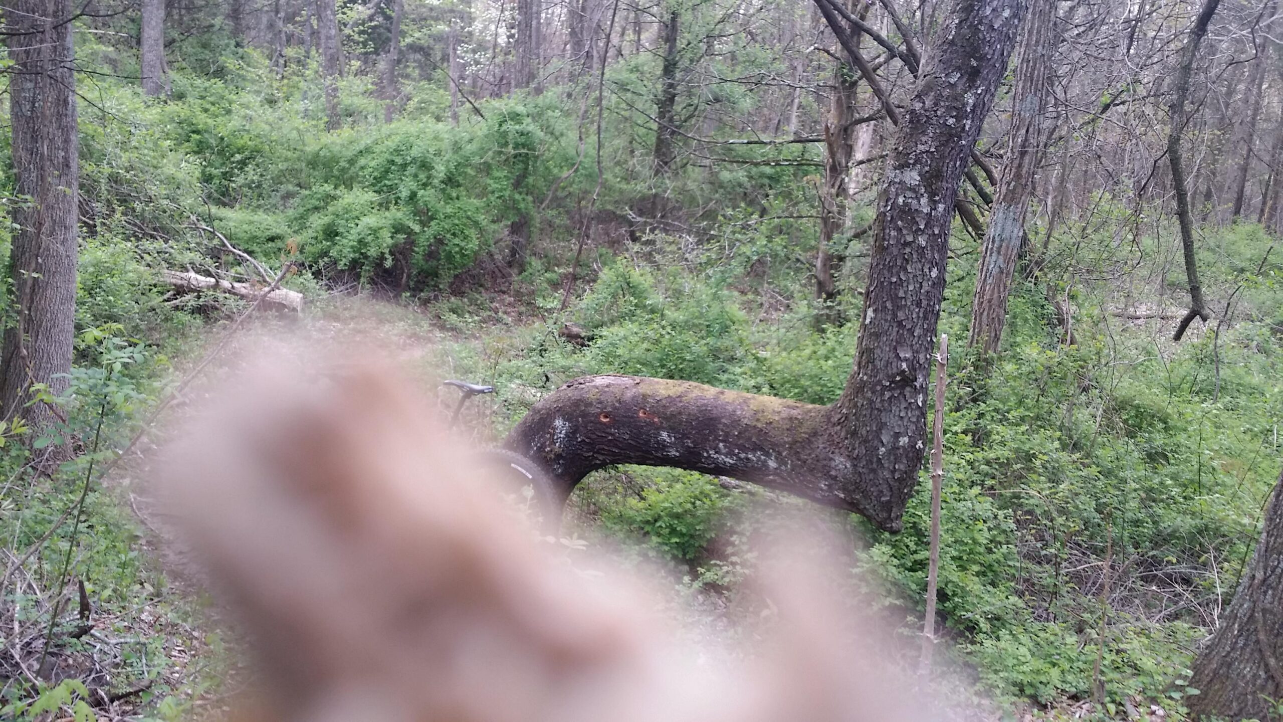 A blurred foreground with a natural scene featuring a curving tree trunk surrounded by lush green foliage and other trees in a wooded area. Versailles State Park mountain bike trail.