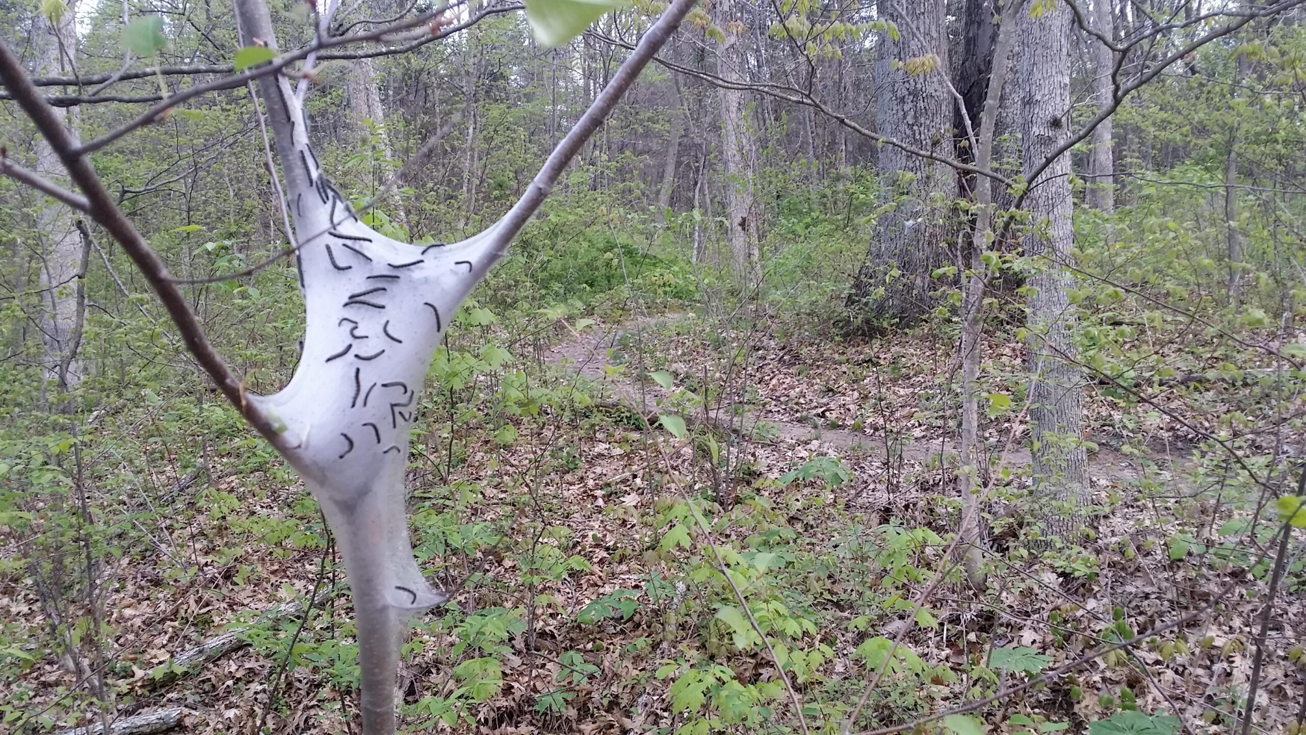 A close-up view of a tree branch in a forest, featuring a white, silky substance that appears to have black markings. Surrounding vegetation includes green leaves and fallen brown leaves, with a blurred path visible in the background, indicating a natural woodland environment. Versailles State Park mountain bike trail.