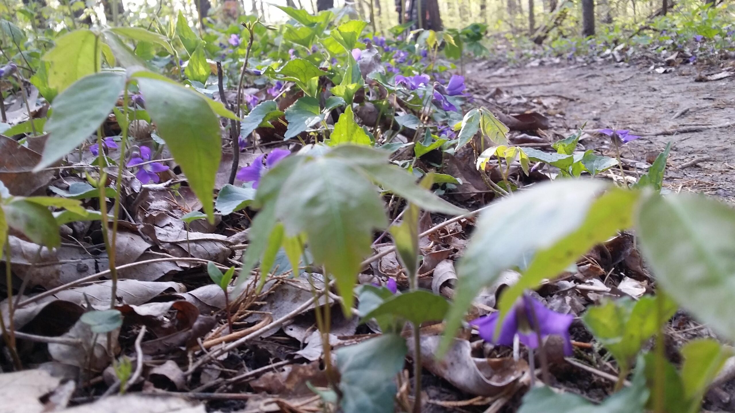 A close-up view of green leaves and vibrant purple flowers growing among brown, fallen leaves on a forest floor, with a soft-focus background of more foliage and a dirt path. Versailles State Park mountain bike trail.