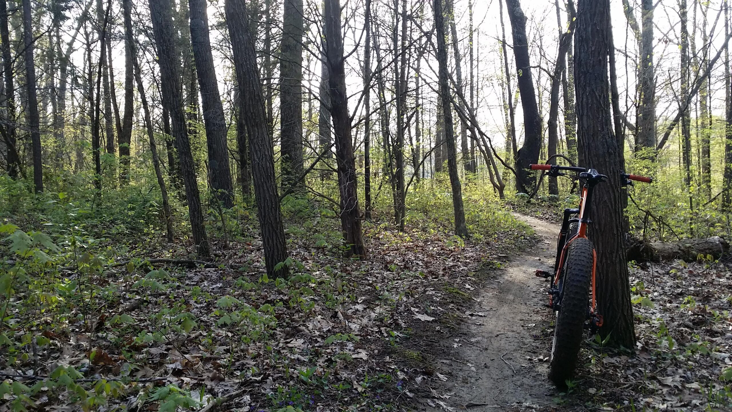 A view of a forested trail with a mountain bike resting against a tree. The scene features tall trees, green foliage, and a dirt path partially covered in fallen leaves, suggesting a serene outdoor setting ideal for biking. Soft sunlight filters through the trees, creating a tranquil atmosphere. Versailles State Park mountain bike trail.