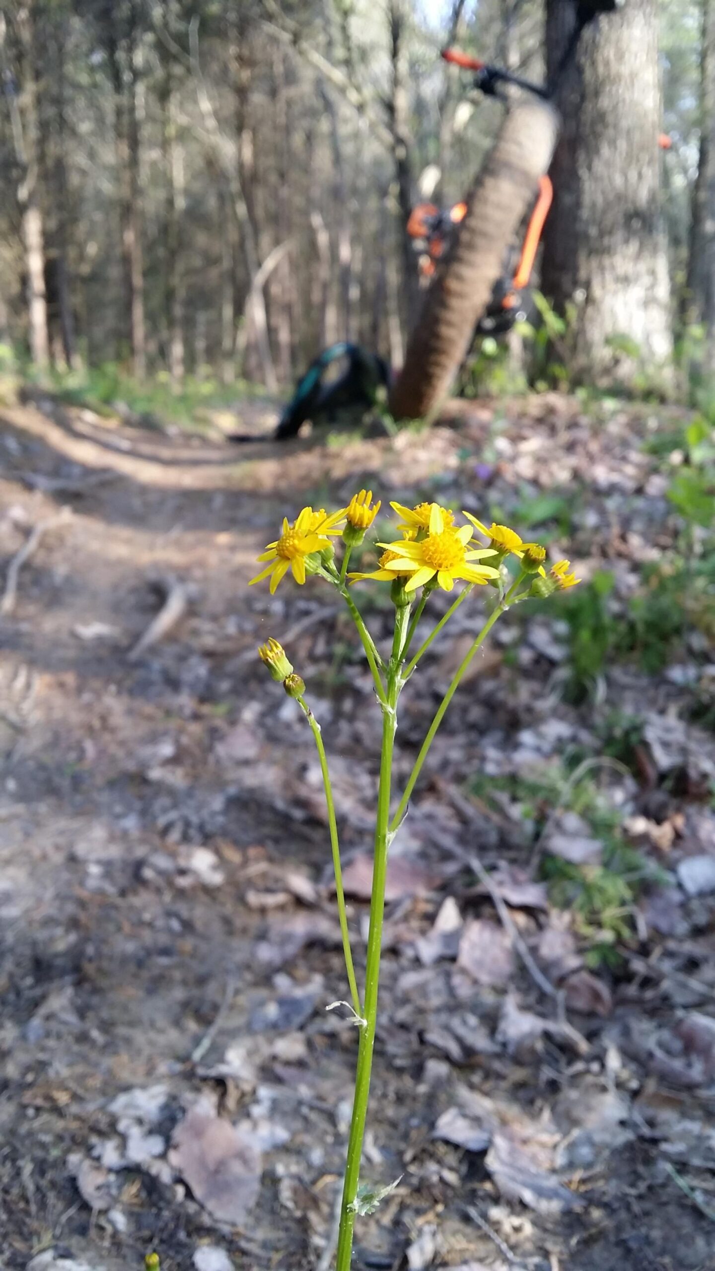 A close-up of a cluster of yellow flowers growing along a dirt trail in a forest, with blurred vegetation and a bicycle partially visible in the background. Versailles State Park mountain bike trail.