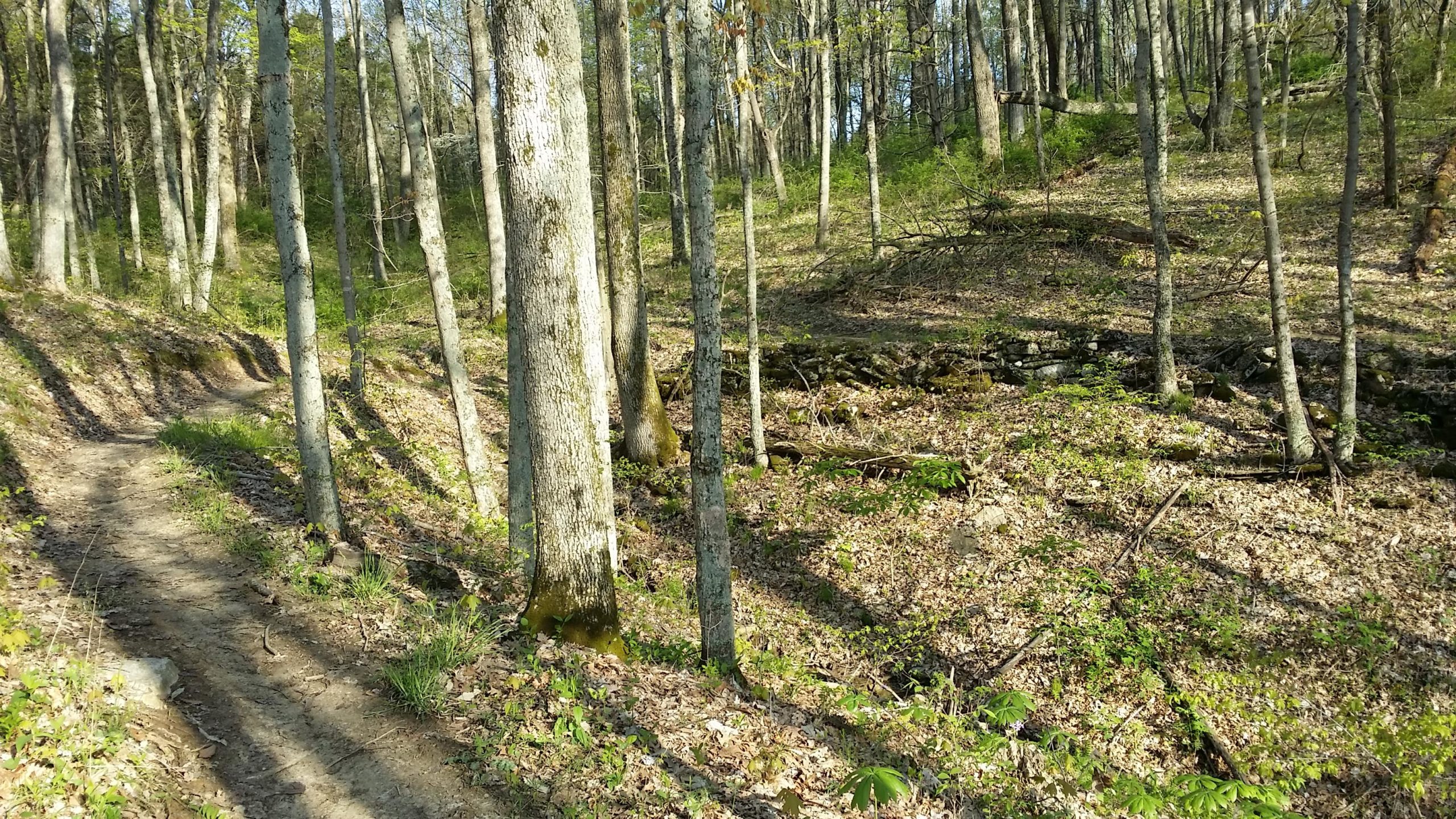 A winding dirt trail through a forest, surrounded by tall trees and patches of greenery. Sunlight filters through the leaves, casting shadows on the ground, while a stone wall is visible in the background on the sloping hillside. Versailles State Park mountain bike trail.