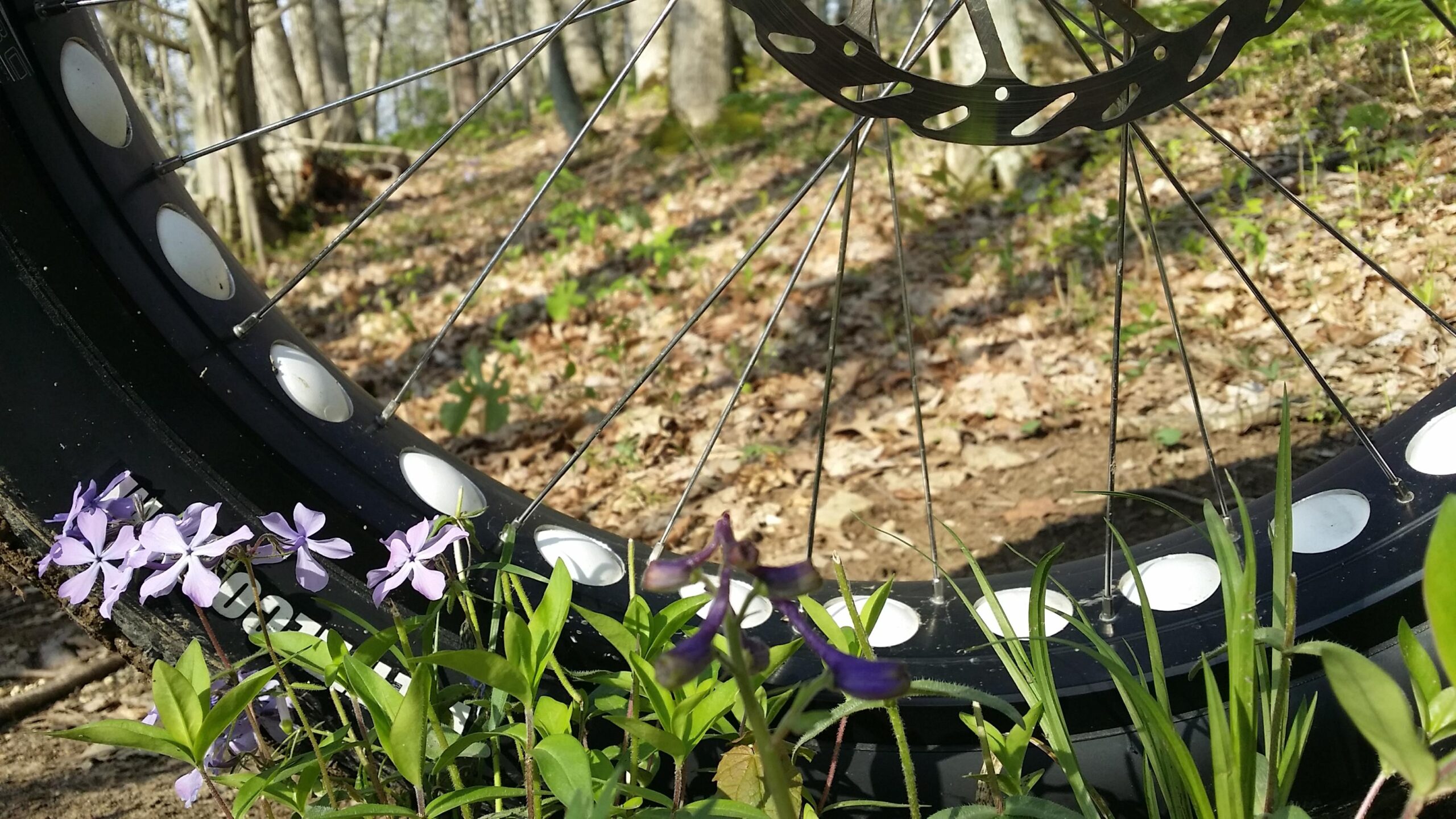 A close-up view of a bicycle tire with a black rim and white accents, surrounded by blooming purple flowers and green foliage in a forested area. The ground is covered with leaves, indicating a natural outdoor setting. Versailles State Park mountain bike trail.