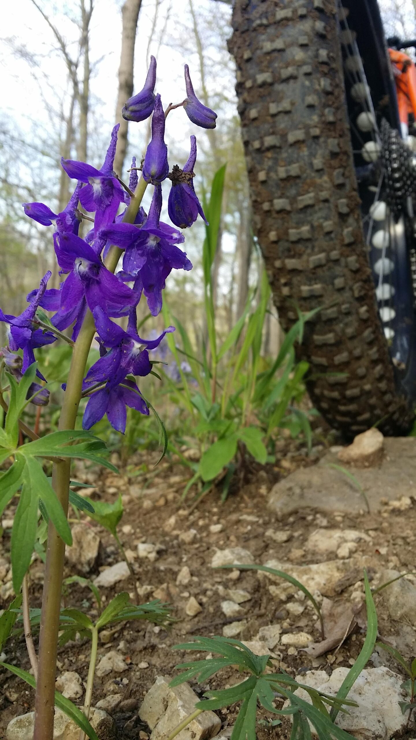 A close-up view of vibrant purple wildflowers growing near a rocky dirt path, with a mountain bike tire partially visible in the background, surrounded by green foliage and trees. Versailles State Park mountain bike trail.