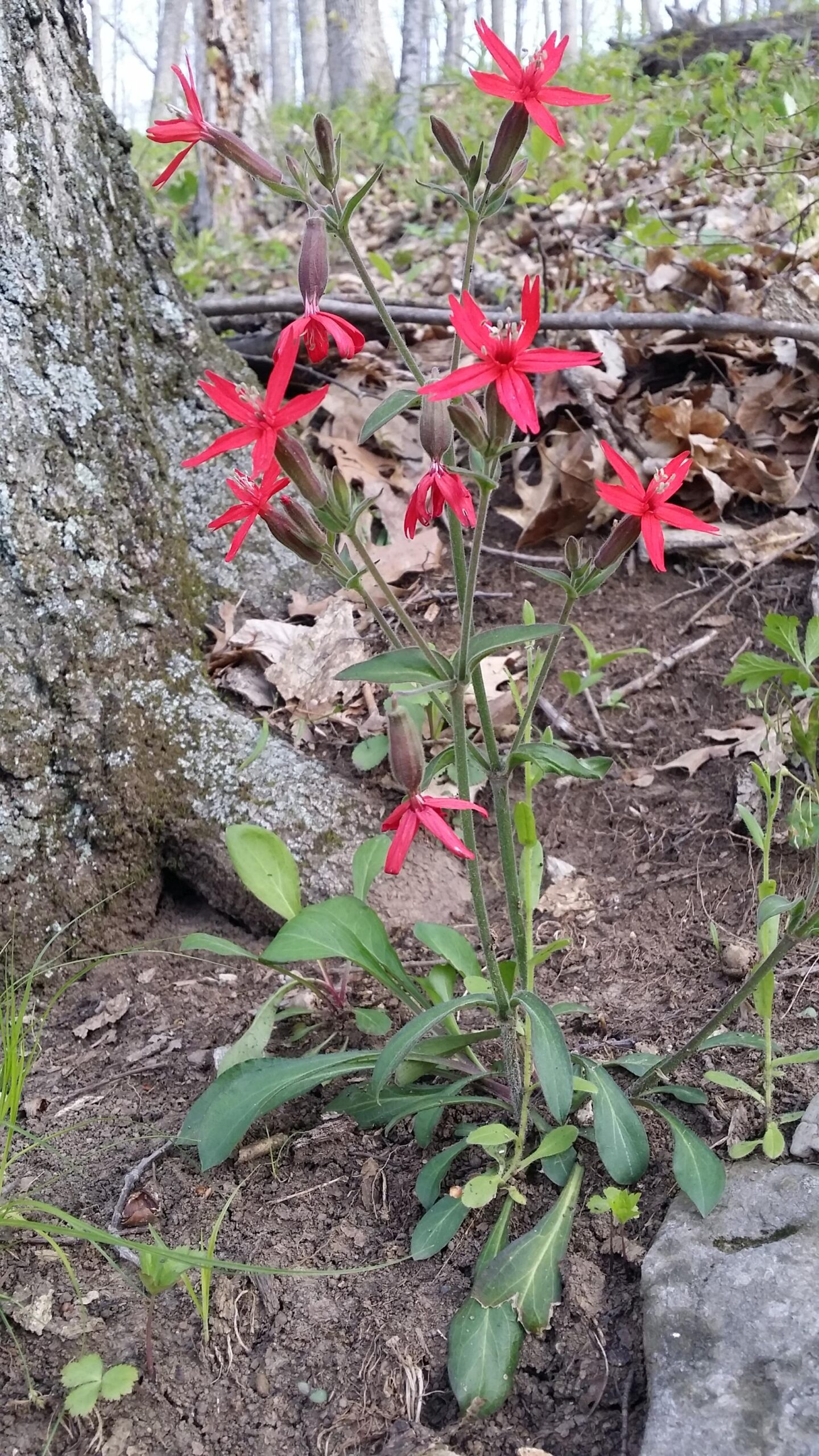 A small cluster of bright red flowers growing near a tree trunk, surrounded by brown leaves and green grass. The flowers have slender, star-shaped petals and green leaves at the base, set against a natural forest backdrop with soft blurred trees in the background. Versailles State Park mountain bike trail.