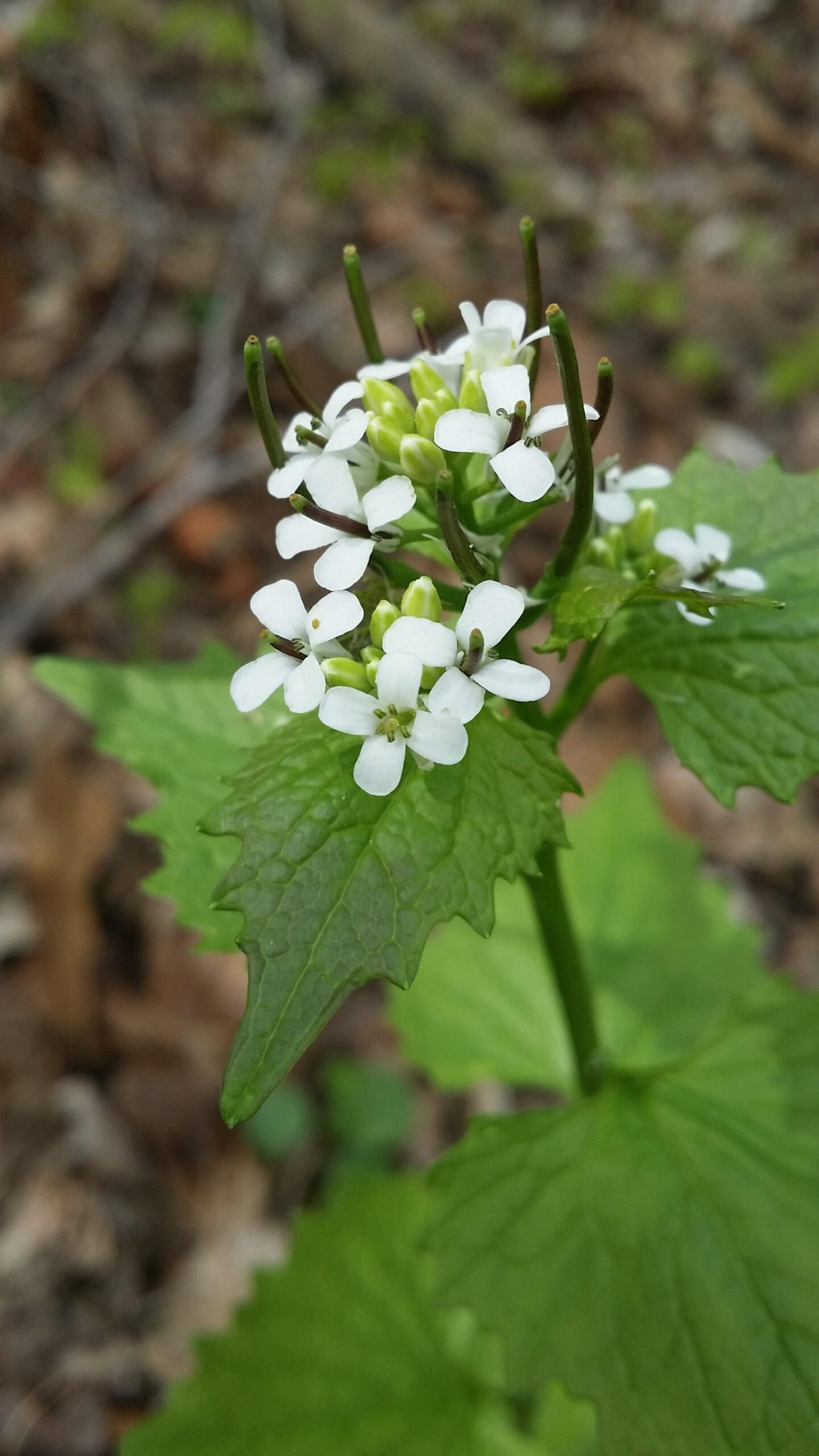 A close-up view of small, white flowers blooming on a green plant, with jagged-edged leaves. The background features blurred earthy tones, suggesting a natural outdoor setting. Versailles State Park mountain bike trail.