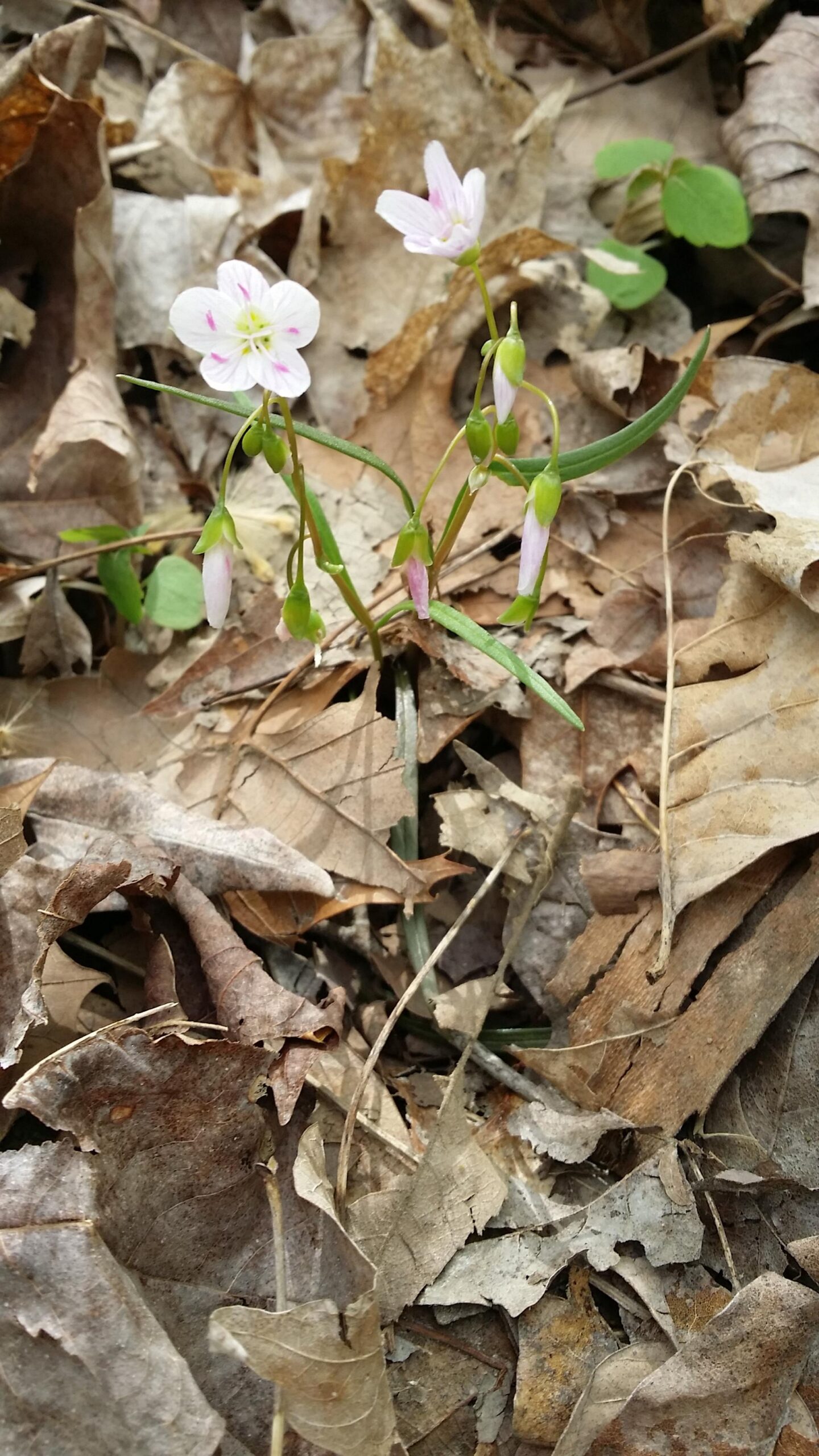 A small cluster of delicate pink flowers growing among a bed of dried brown leaves. The flowers have thin petals, some with subtle pink stripes, and are surrounded by a few green leaves. Versailles State Park mountain bike trail.