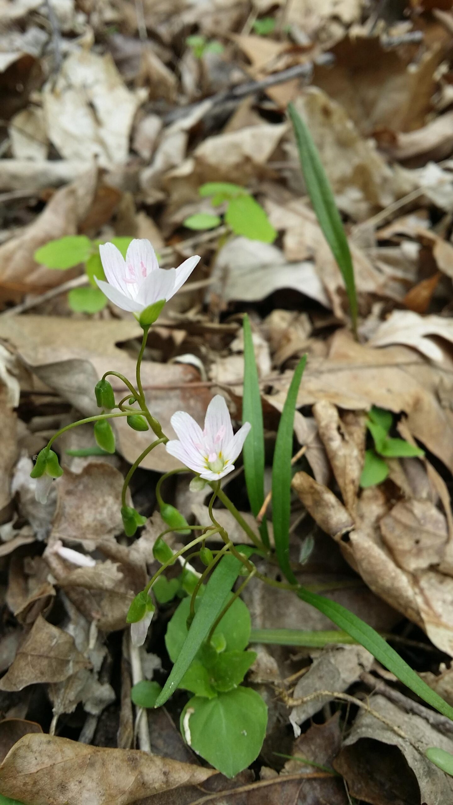A small cluster of delicate white flowers with pink veins growing among dried leaves and green foliage on the forest floor. Versailles State Park mountain bike trail.
