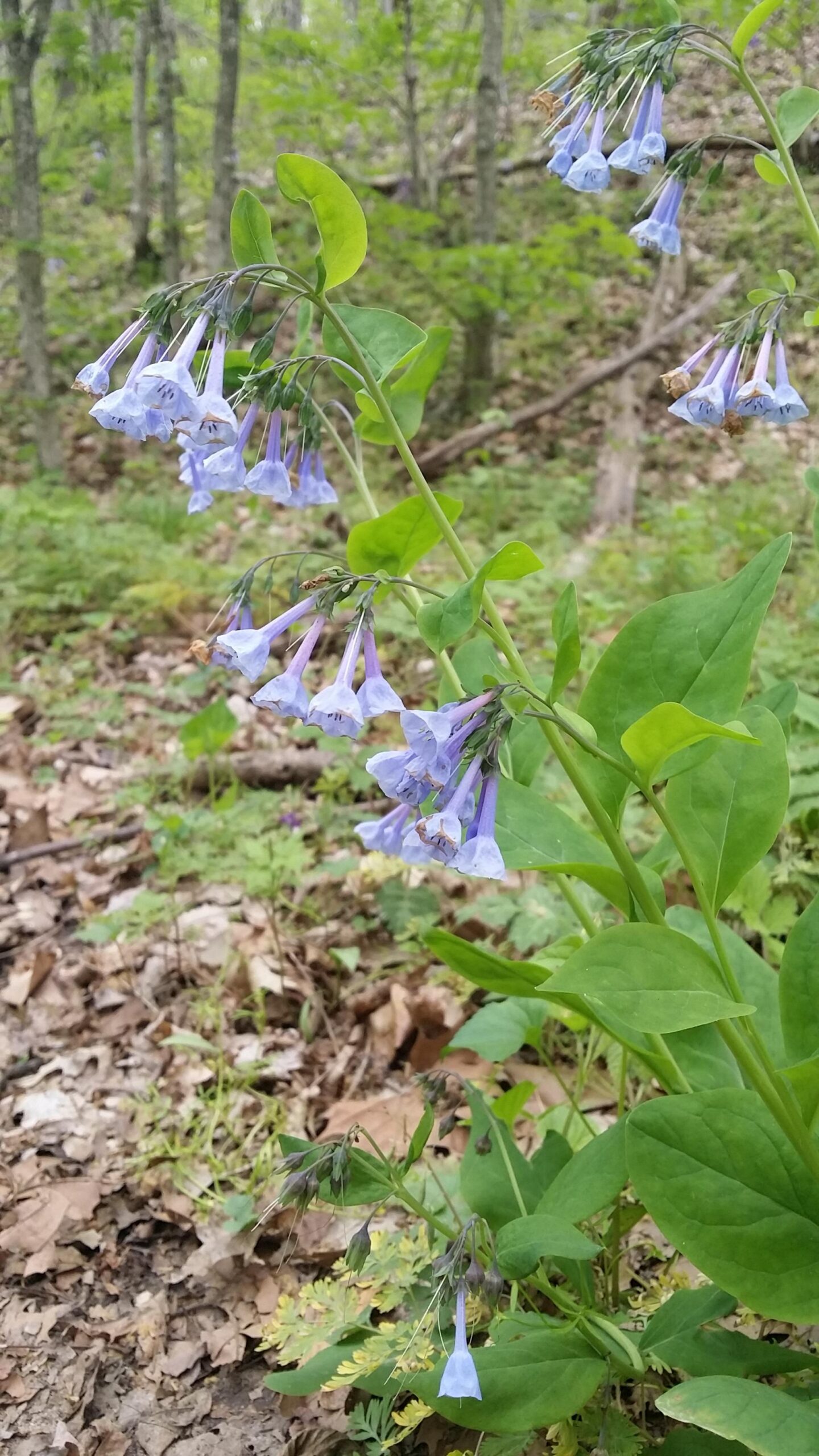 A cluster of delicate, light blue flowers with pointed petals grows among green foliage on a forest floor. The background features blurred greenery and fallen leaves, creating a natural, serene woodland setting. Versailles State Park mountain bike trail.