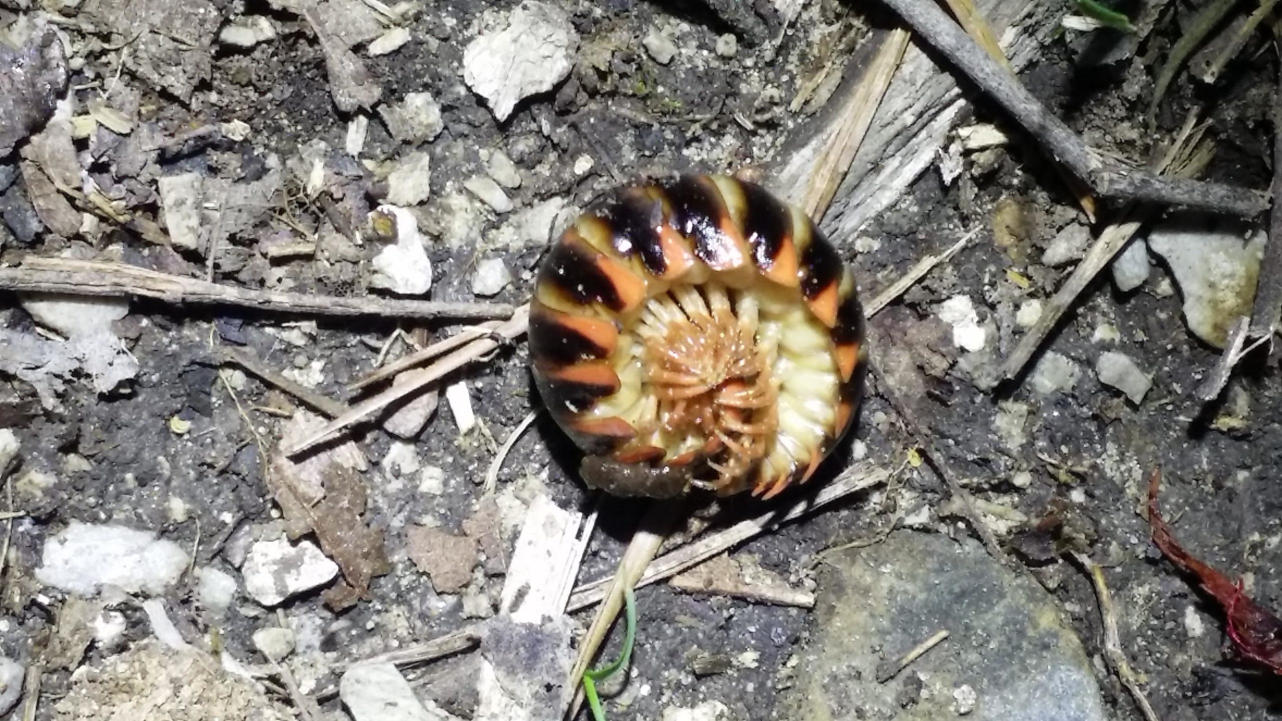Close-up of a curled-up millipede resting on dirt, surrounded by small rocks and dry leaves. The millipede has a glossy, patterned shell with alternating bands of black and orange. Sheltowee Trace - Laurel Lake Trail mountain bike trail.