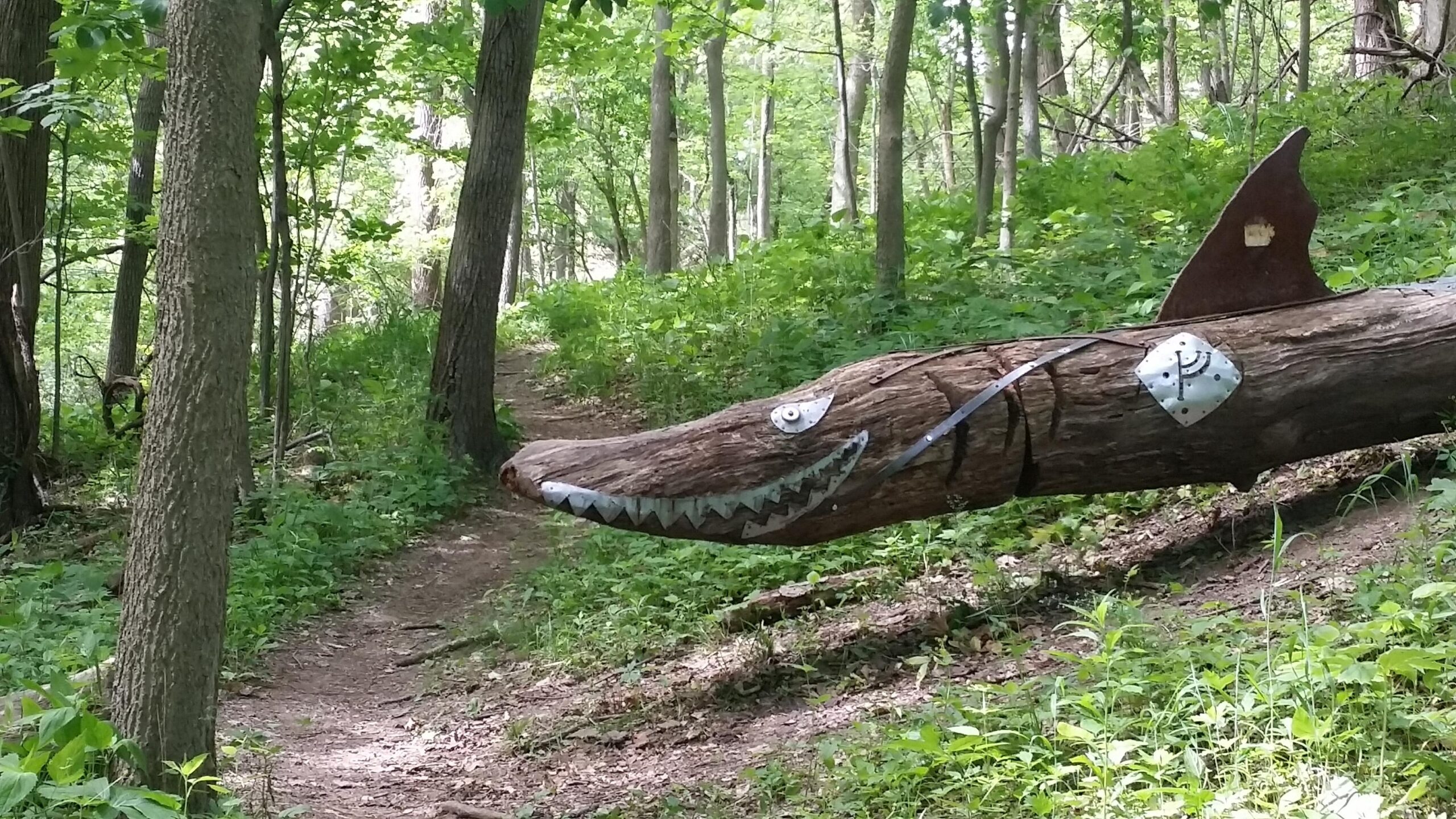 A whimsical sculpture of a shark made from a fallen log, featuring metallic elements for eyes and teeth, situated along a dirt path in a lush green wooded area. Tower Park mountain bike trail.