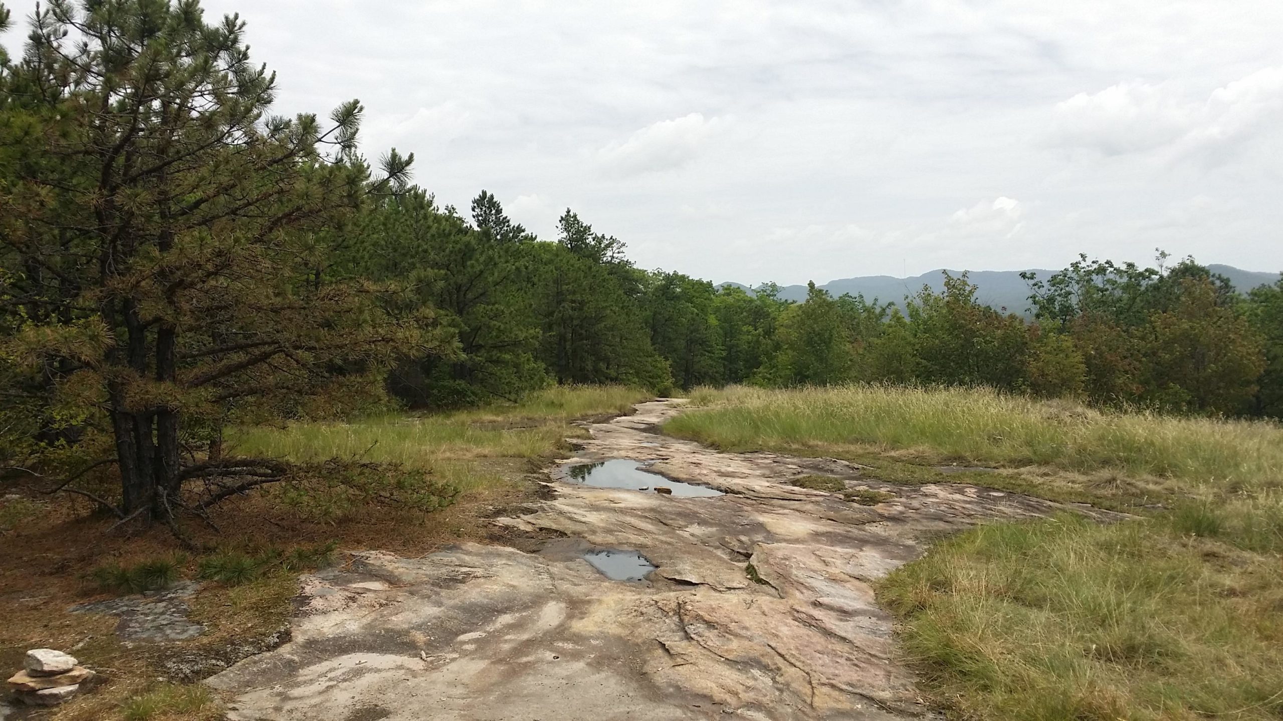 A rocky trail winding through a lush green landscape with trees on either side. Puddles of water collect on the rock surface, reflecting the cloudy sky above. The area is surrounded by tall grasses and distant mountains are visible in the background. DuPont State Recreational Forest mountain bike trail.