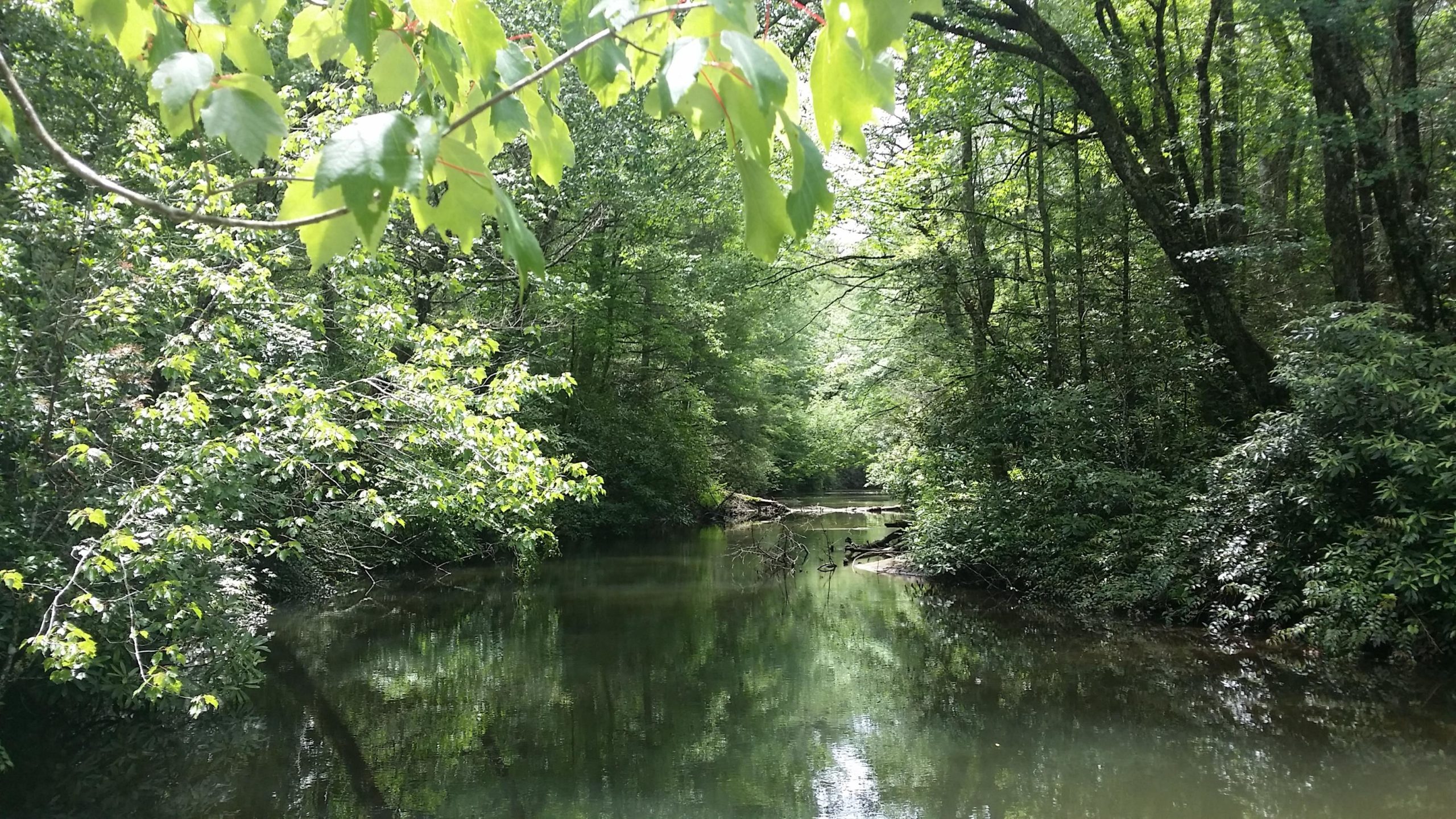 A tranquil creek surrounded by lush green trees and foliage, with sunlight filtering through the leaves, reflecting off the calm water surface. DuPont State Forest mountain bike trail.