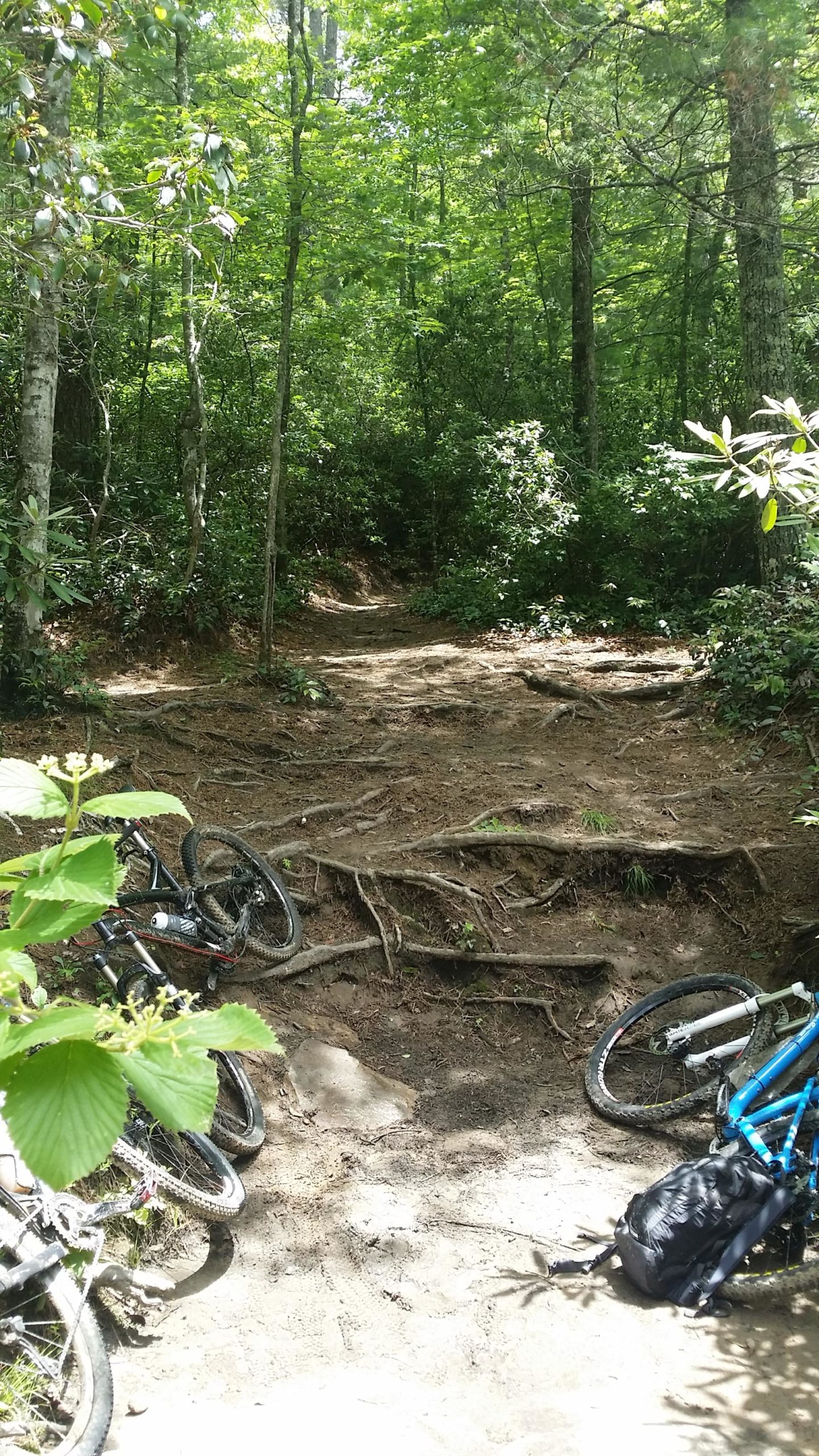 A dirt trail winding through a densely wooded area, with dappled sunlight filtering through the trees. Two mountain bikes are resting on the ground near the trail, partially obscured by greenery and tree roots. DuPont State Forest mountain bike trail.
