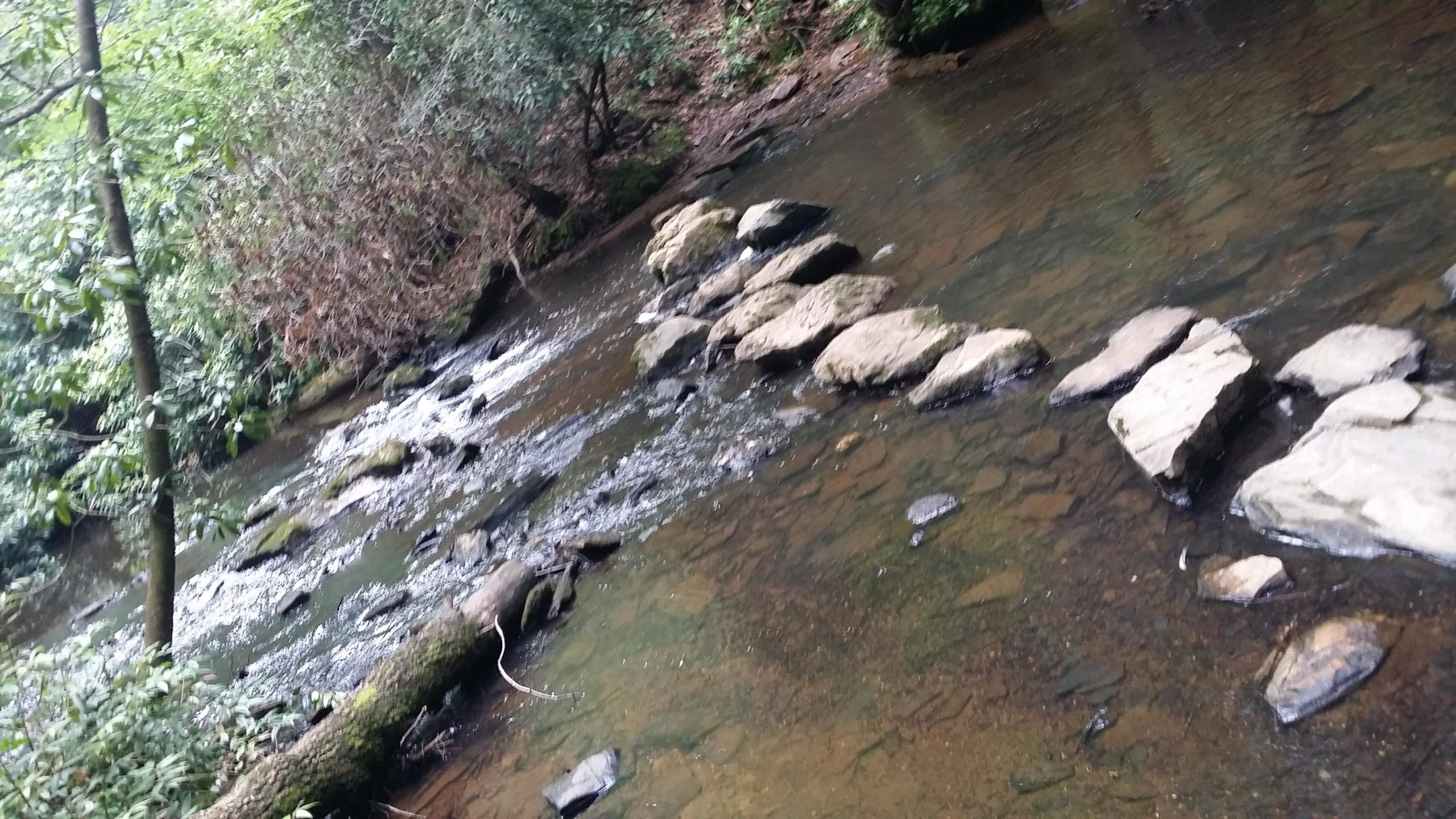 A serene stream flowing over rocks in a forested area, surrounded by lush greenery and trees. The water is clear, revealing pebbles and stones at the bottom, while some larger rocks create a natural pathway across the water. DuPont State Forest mountain bike trail.