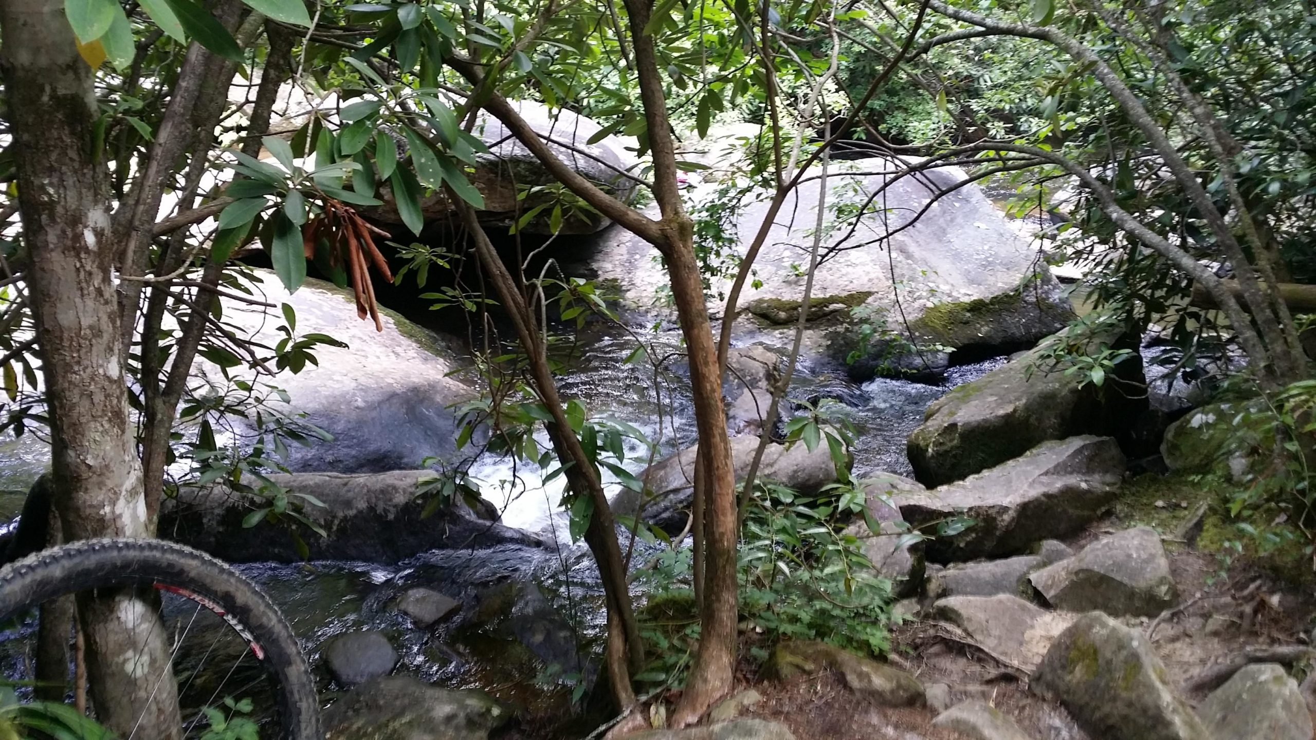 A serene forest scene featuring a small stream flowing over rocks, surrounded by lush greenery and trees. A bicycle tire is visible in the foreground, suggesting an outdoor adventure or trail. The natural environment conveys a sense of tranquility and exploration. DuPont State Forest mountain bike trail.