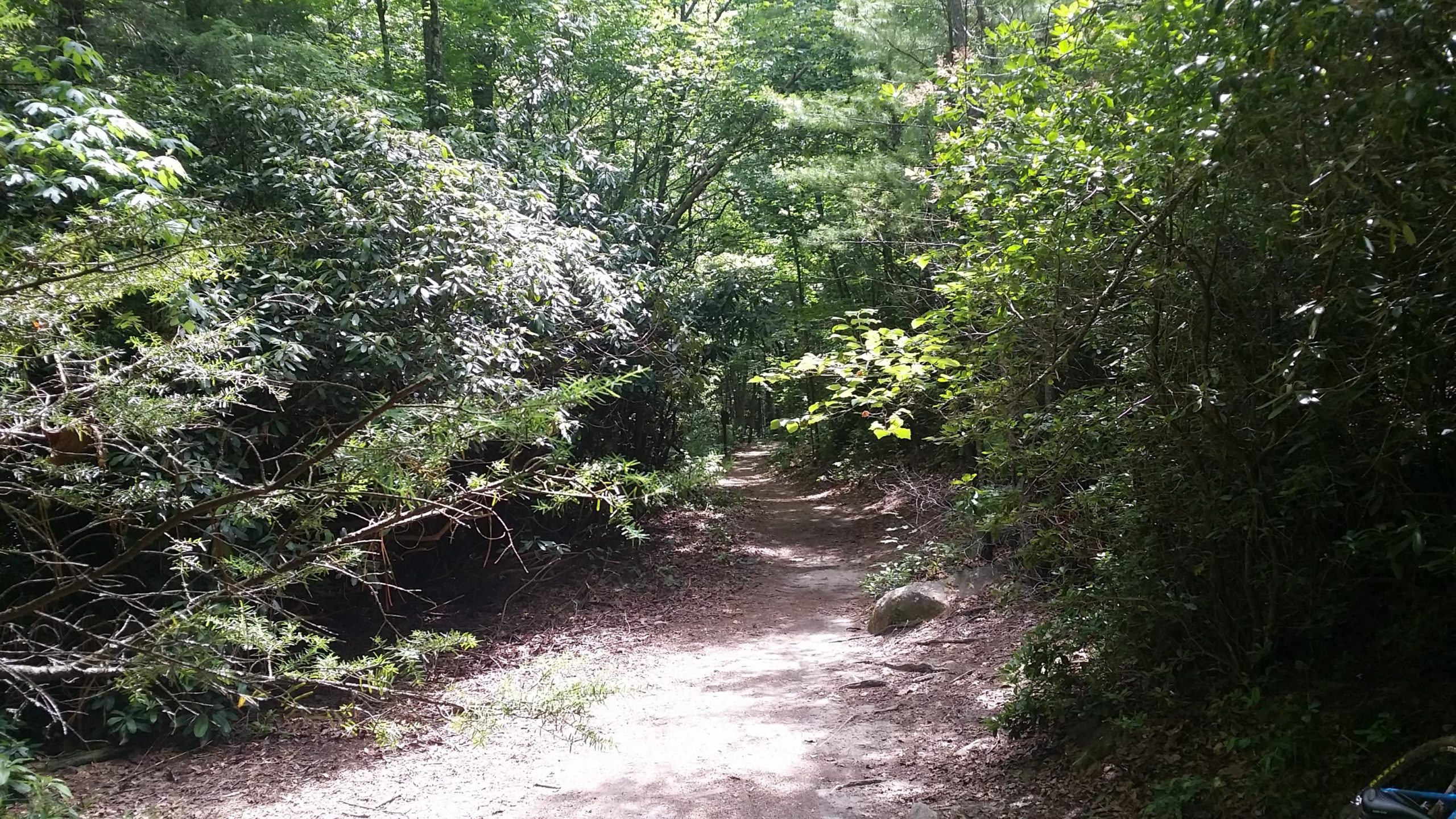 A narrow dirt path winding through a lush green forest, surrounded by bushes and trees. Sunlight filters through the foliage, casting dappled shadows on the ground. DuPont State Forest mountain bike trail.