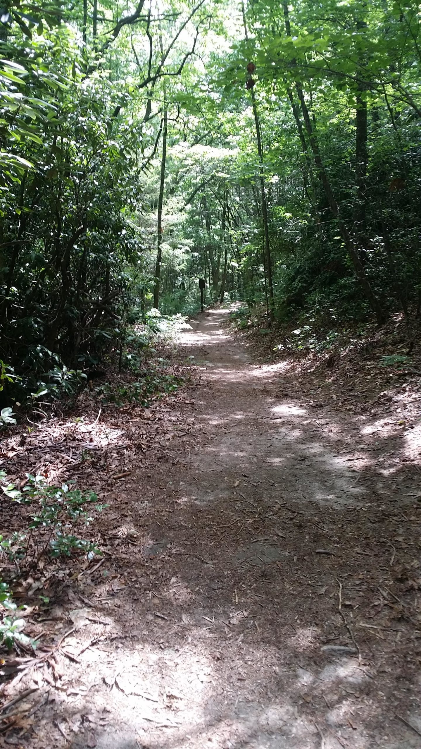 A winding dirt path through a lush, green forest, surrounded by trees and underbrush, with dappled sunlight filtering through the leaves. DuPont State Forest mountain bike trail.