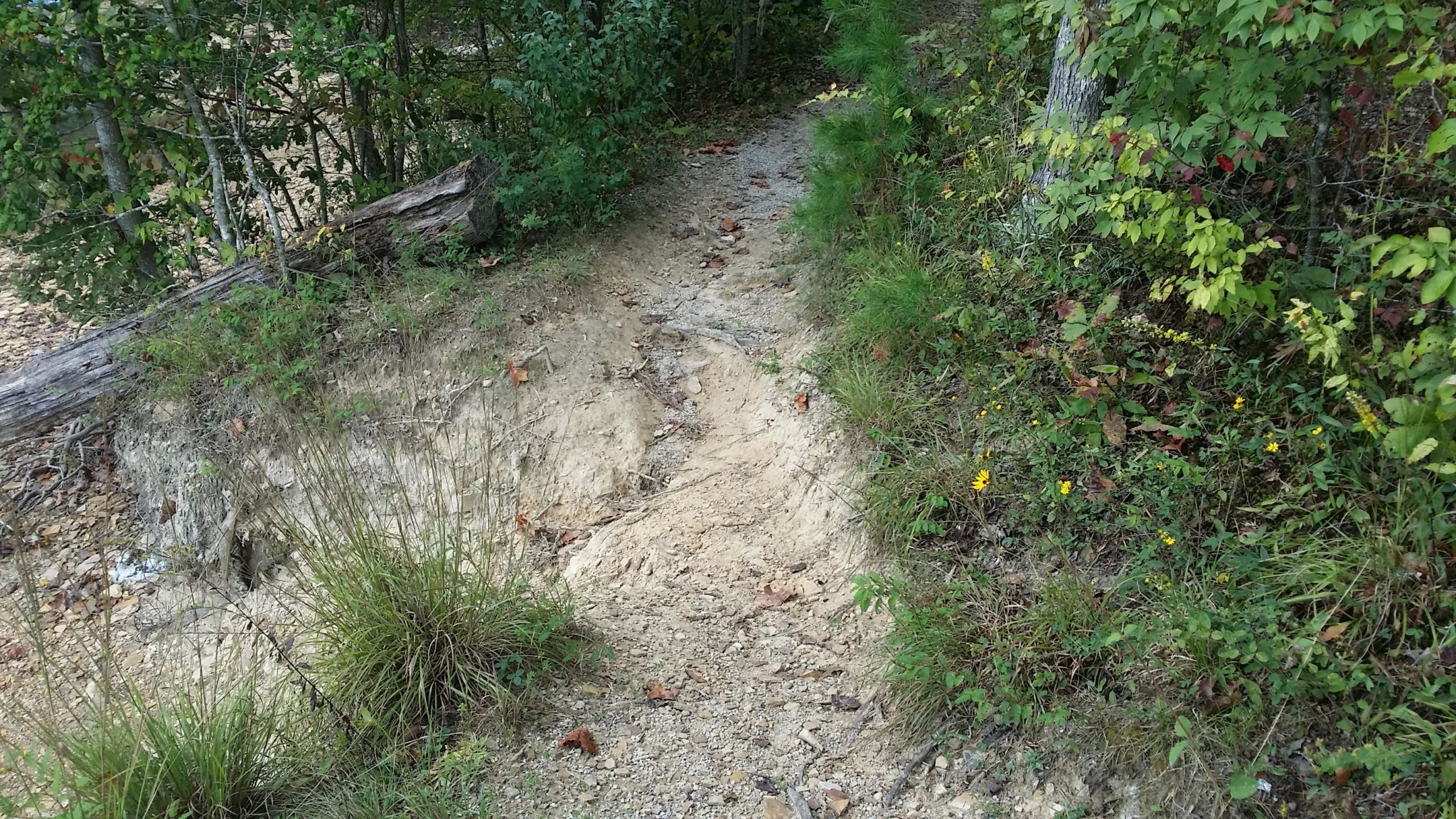A narrow dirt path winding through a forest, bordered by greenery and small wildflowers. The ground shows signs of erosion, with exposed soil and scattered leaves. A fallen log lies across the path, enhancing the natural setting. Sheltowee Trace - Laurel Lake Trail mountain bike trail.
