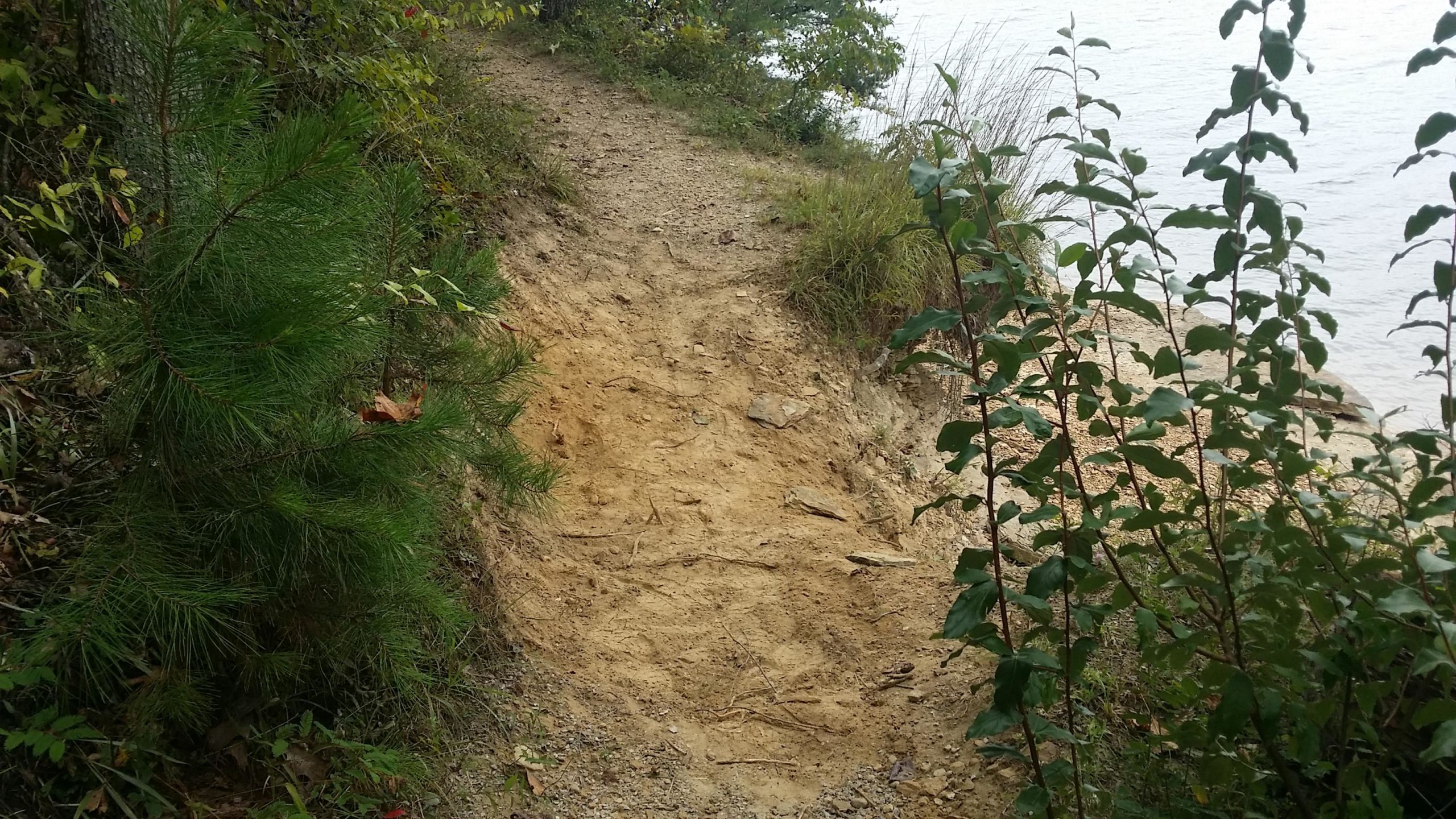 A narrow, winding dirt path bordered by greenery, leading alongside a body of water. The trail is slightly sandy and has visible footprints, suggesting recent use. On one side, small pine trees and leafy bushes provide natural framing. Sheltowee Trace - Laurel Lake Trail mountain bike trail.