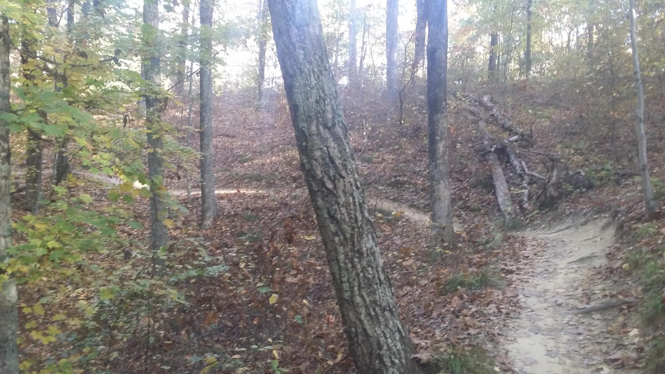 A wooded trail in a forest with trees showing autumn leaves. The ground is covered with fallen leaves, and a light path winds through the trees in the background. Brown County Park mountain bike trail.