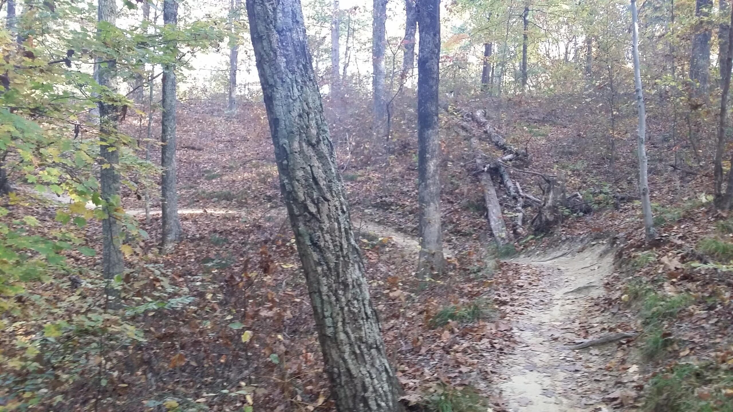 A scenic view of a wooded trail surrounded by trees with green and yellow leaves, showcasing the beauty of autumn. The pathway is partially covered with fallen leaves, winding through a natural landscape with gentle slopes and underbrush. Brown County Park mountain bike trail.