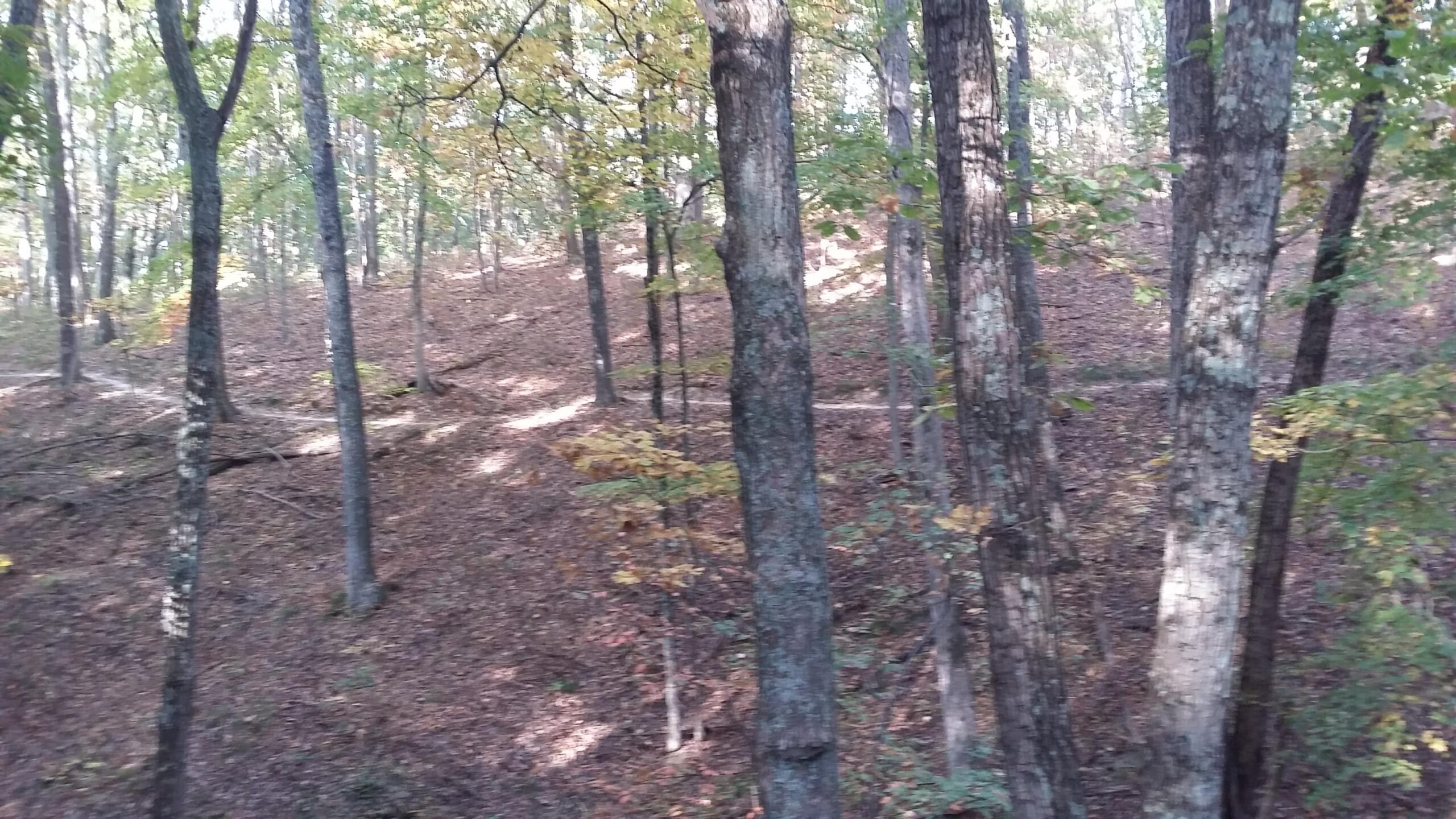 A forest scene featuring tall trees with a mix of green and golden leaves, scattered fallen leaves on the ground, and a gently sloping hill in the background. Sunlight filters through the foliage, creating a tranquil and natural atmosphere. Brown County Park mountain bike trail.