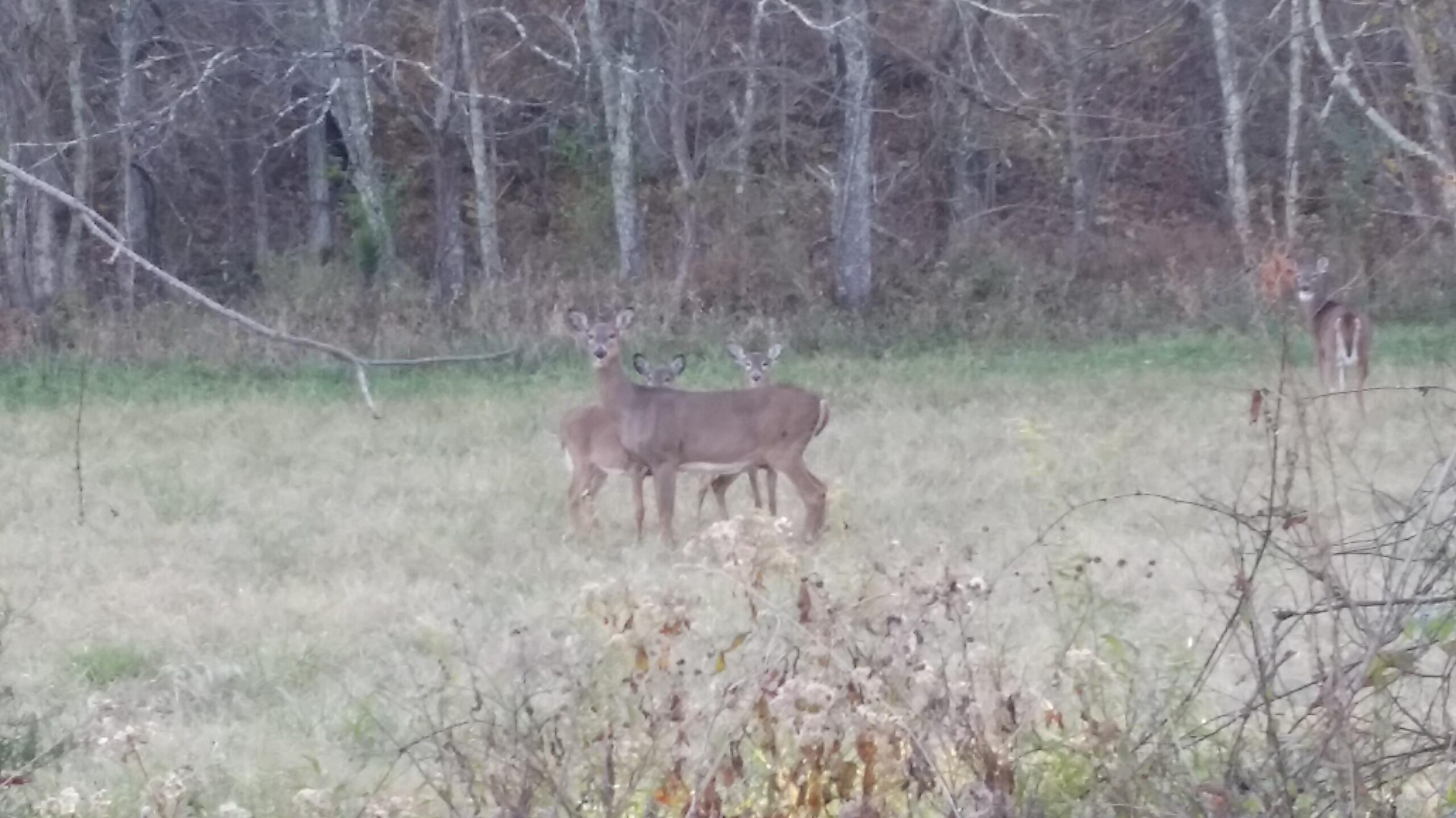 Three deer in a grassy field surrounded by trees, with two deer standing close together in the foreground and a third deer visible in the background. The scene is set in a natural, wooded environment. Skullbuster mountain bike trail.