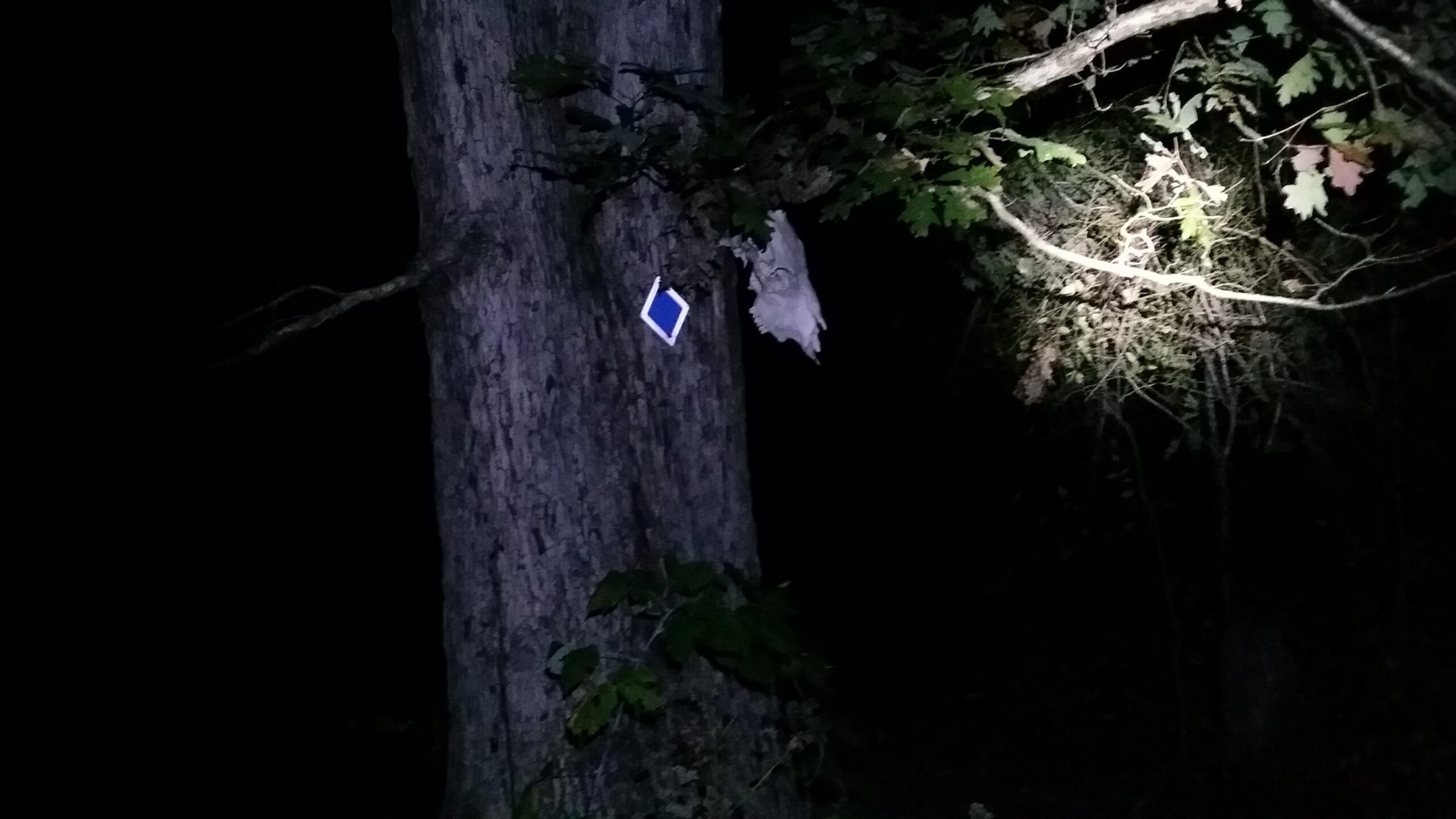 A nighttime forest scene featuring a large tree with a flashlight illuminating part of its trunk. Attached to the tree is a small blue diamond-shaped object and a pale, textured object, possibly an animal hide, hanging from a branch. Dark surroundings create a contrast with the illuminated areas. Skullbuster mountain bike trail.