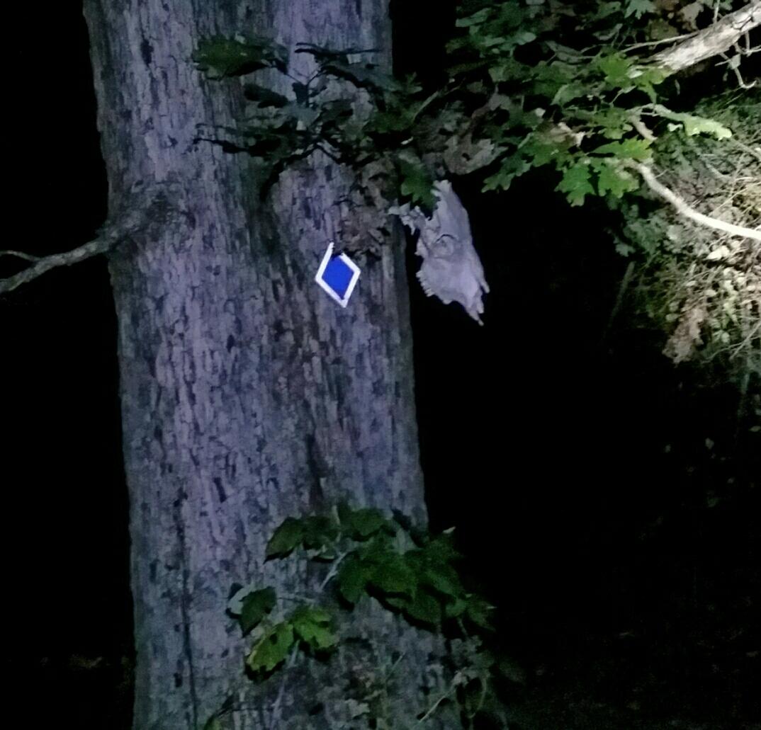 A dark scene featuring a tree trunk with rough bark. Hanging from a branch is a small blue diamond-shaped object. Surrounding the tree are some leaves, and the area appears dimly lit, suggesting it is nighttime. Skullbuster mountain bike trail.