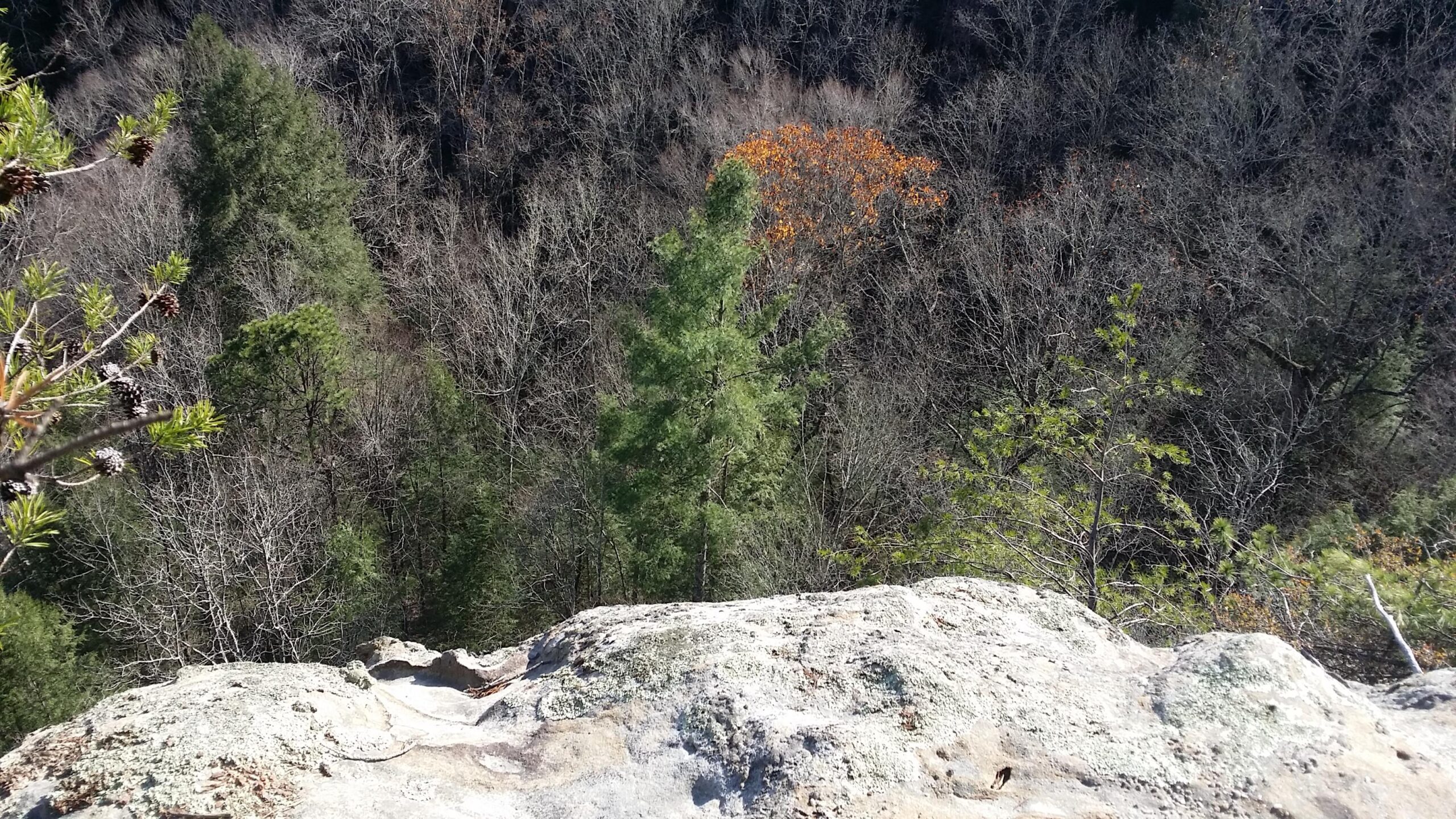 A view from the edge of a rocky cliff overlooking a forested area with a mix of evergreen and bare trees. The foreground shows a lichen-covered rock surface, while the background features a variety of tree species, including a bright orange tree among the greenery. Grand Gap mountain bike trail.