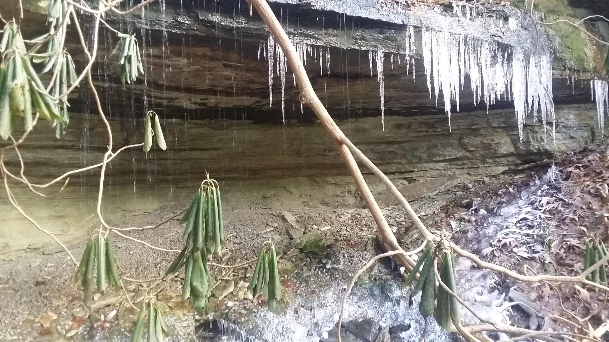 A rocky ledge with dripping icicles hanging from the edge, surrounded by green leaves and branches. The ground is covered with leaves and small pebbles, and a blurred area reveals a frozen patch of water. The scene captures a wintery natural setting. Versailles State Park mountain bike trail.