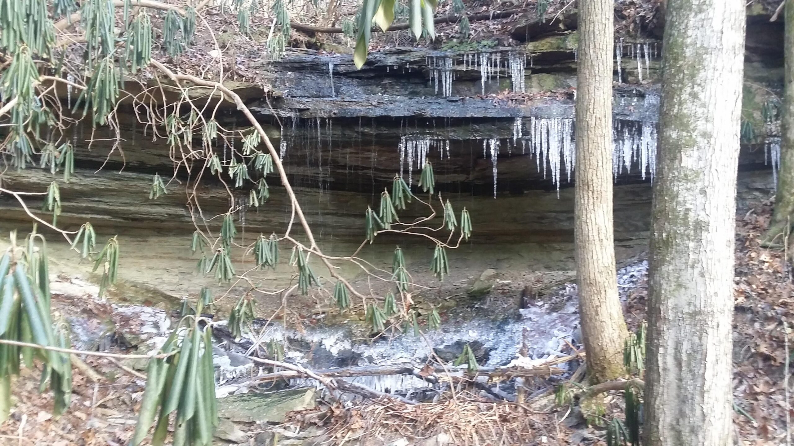 A natural landscape featuring a rocky outcrop with icicles hanging from the ledge. Green leaves are visible on branches in the foreground, and the ground is strewn with fallen leaves and patches of ice. The scene depicts a serene woodland area, possibly in winter. Versailles State Park mountain bike trail.