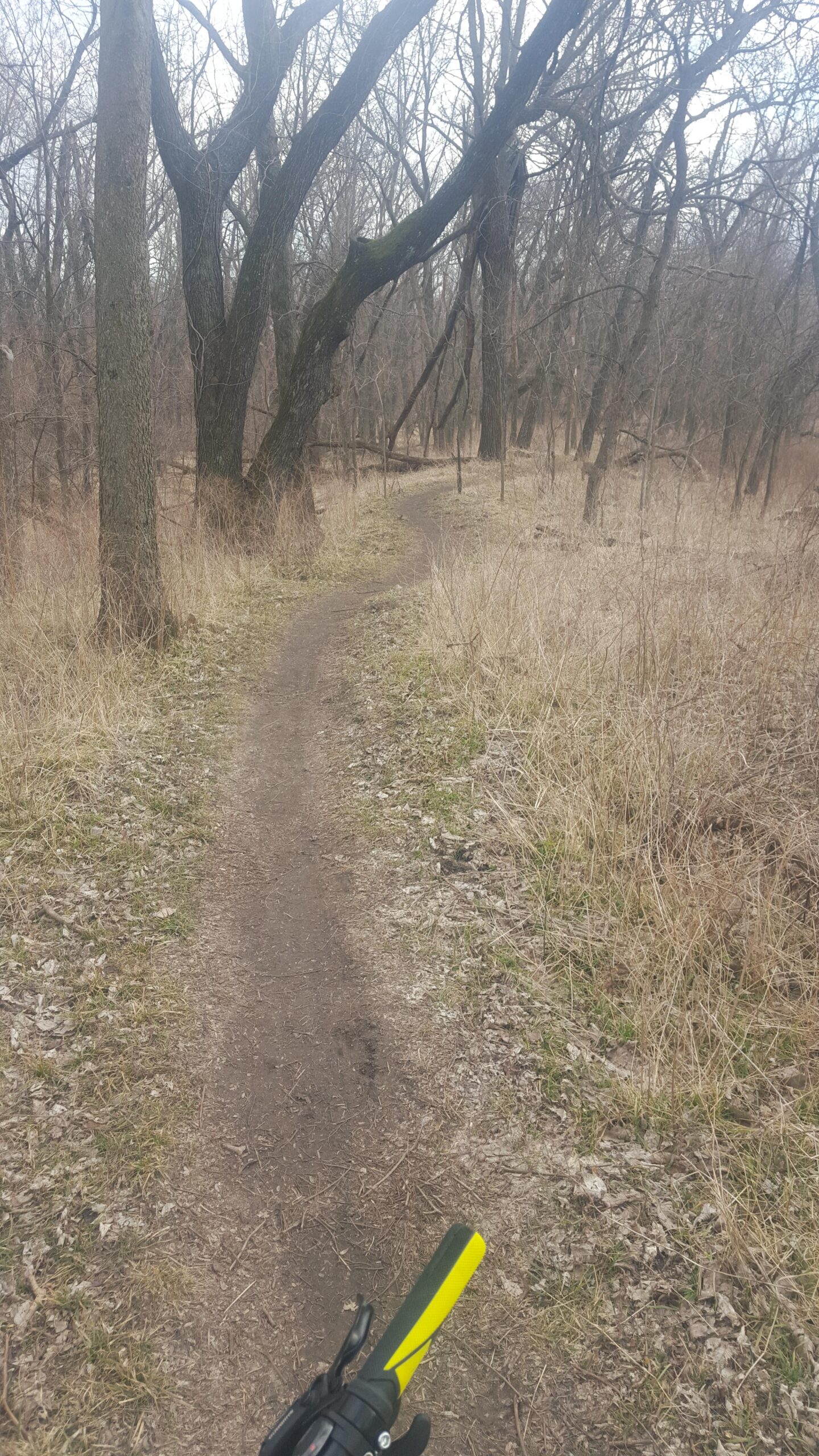 A winding dirt path surrounded by tall, bare trees and dry grasses, viewed from the perspective of someone holding a bicycle handlebar with a yellow grip. The scene captures a tranquil, natural setting, suggesting an outdoor adventure or bike ride through a forested area. Sycamore Trail mountain bike trail.