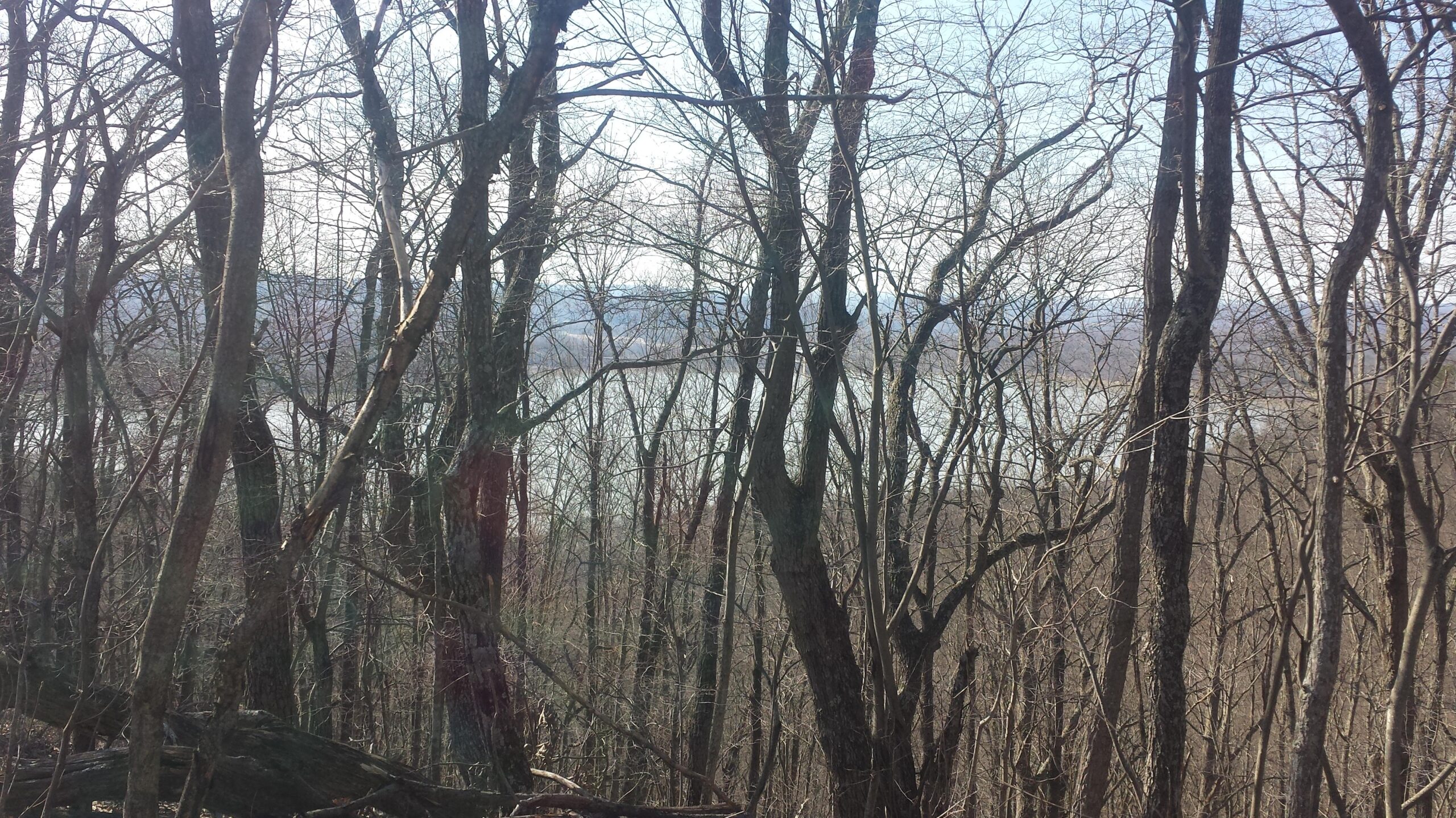 A view of a wooded area with bare trees, revealing a glimpse of a river in the background under a bright sky. Sheltowee Trace mountain bike trail.
