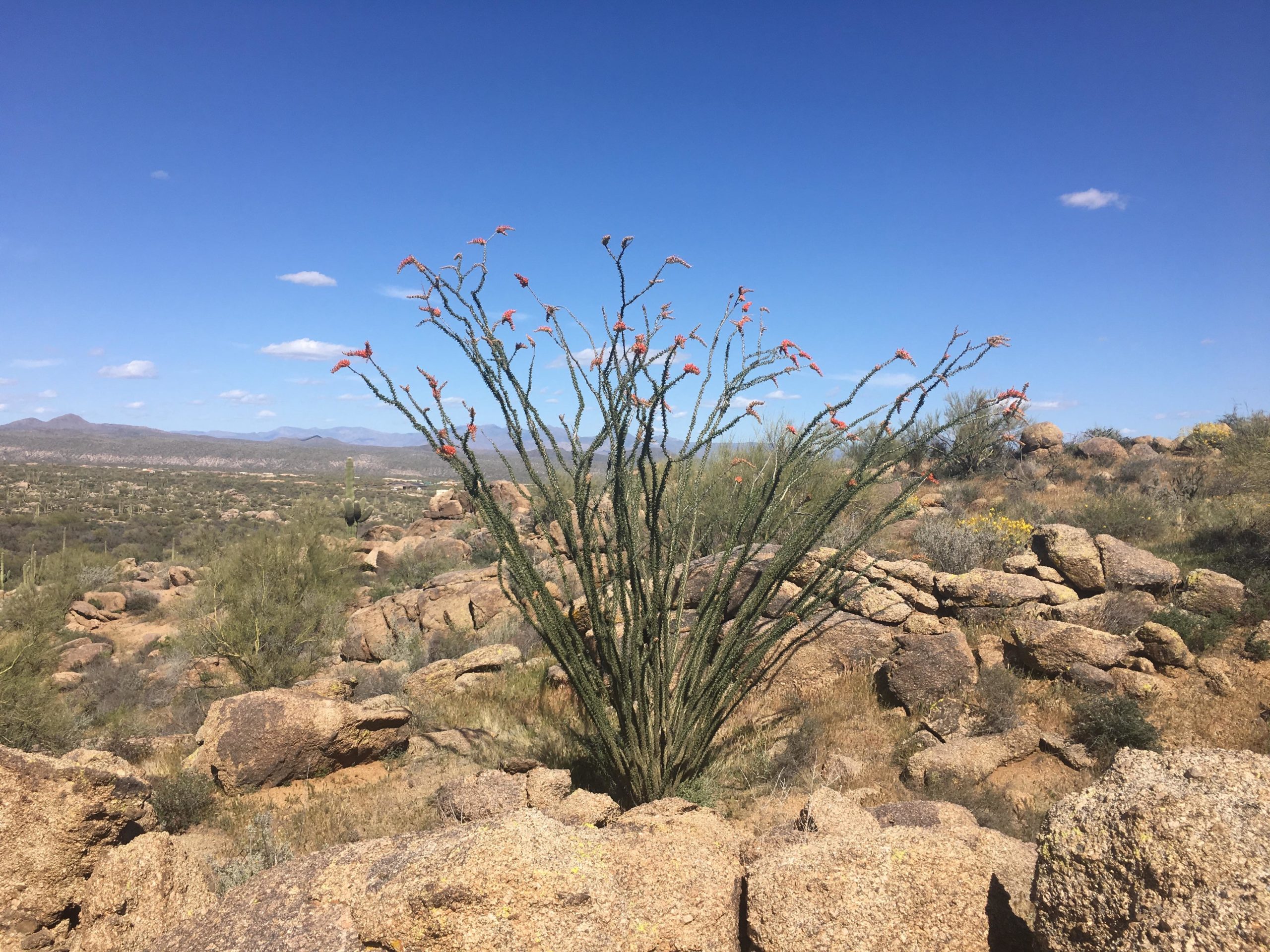 A vibrant desert landscape featuring a tall ocotillo plant with fiery red flowers, surrounded by rocky terrain and sparse vegetation under a clear blue sky. Rolling hills and distant mountains can be seen in the background. Brown's Ranch to Granite Mountain mountain bike trail.