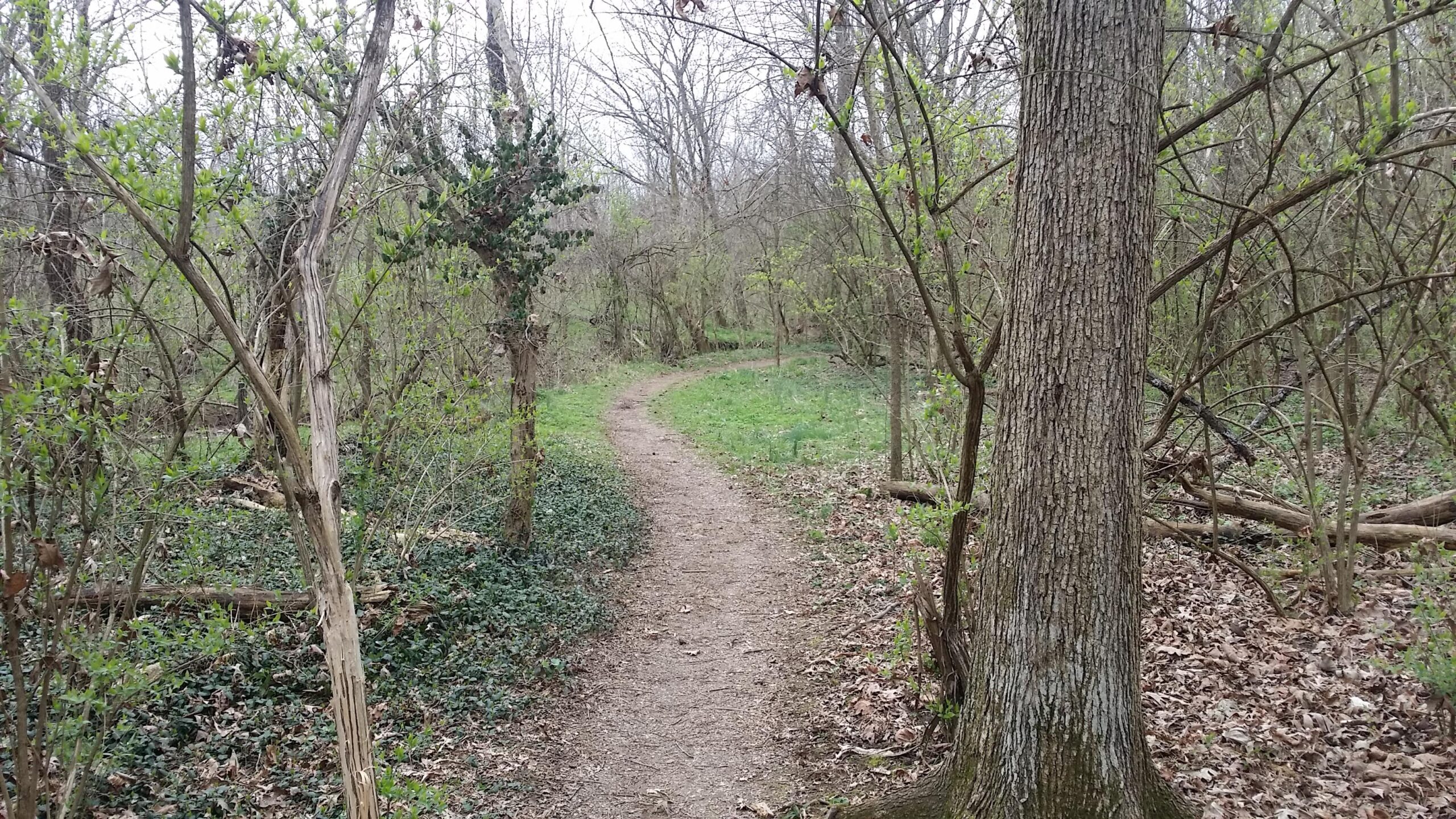 A winding dirt path through a wooded area, surrounded by trees with budding leaves and patches of green grass. Fallen leaves and twigs are scattered on the forest floor, creating a natural, serene atmosphere. Veterans Park mountain bike trail.