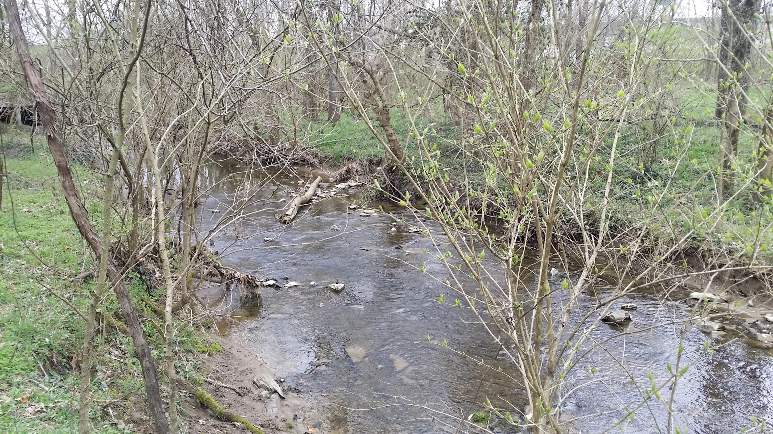 A peaceful stream flows gently through a wooded area, surrounded by bare trees that are beginning to bud with green leaves. The water reflects the natural surroundings, with rocks visible on the streambed and soft grassy areas along the banks. Veterans Park mountain bike trail.