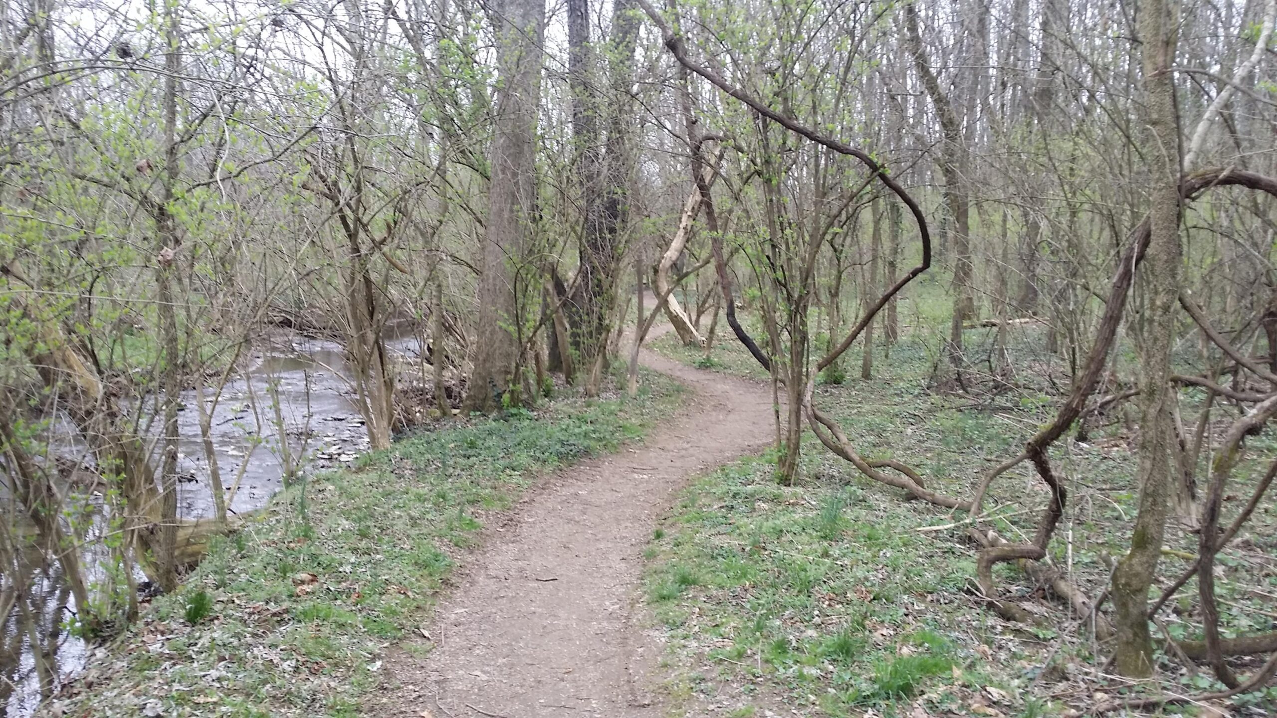 A winding dirt path through a wooded area, with trees and greenery on either side and a small stream visible to the left. The scene captures the tranquility of nature in early spring, with budding leaves and a soft, inviting trail. Veterans Park mountain bike trail.