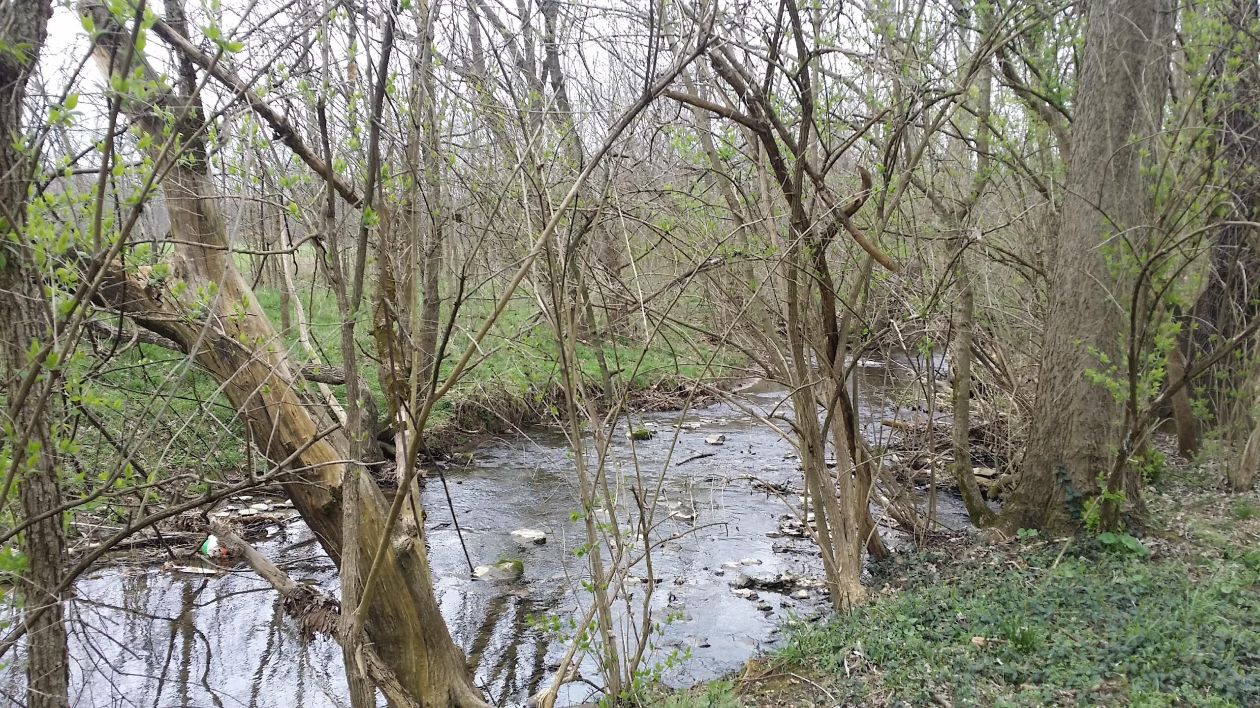 A peaceful stream flowing through a wooded area, surrounded by leafless trees starting to bud. The scene includes patches of green grass and some debris along the water's edge, showcasing the natural beauty of early spring. Veterans Park mountain bike trail.