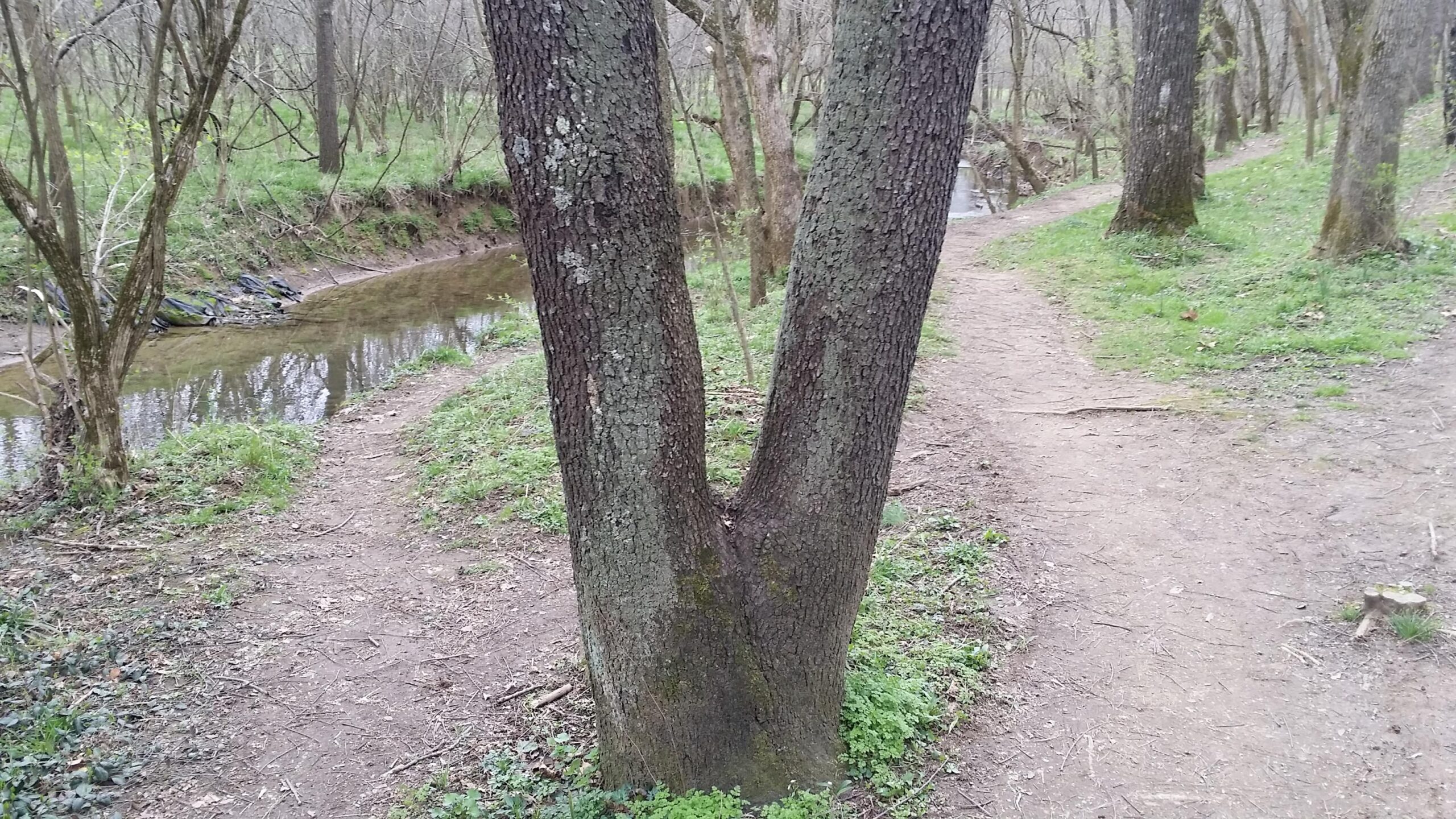 A split tree trunk at a fork in a dirt path, surrounded by greenery and a small creek. One path leads alongside the creek, while the other veers into a wooded area. Veterans Park mountain bike trail.