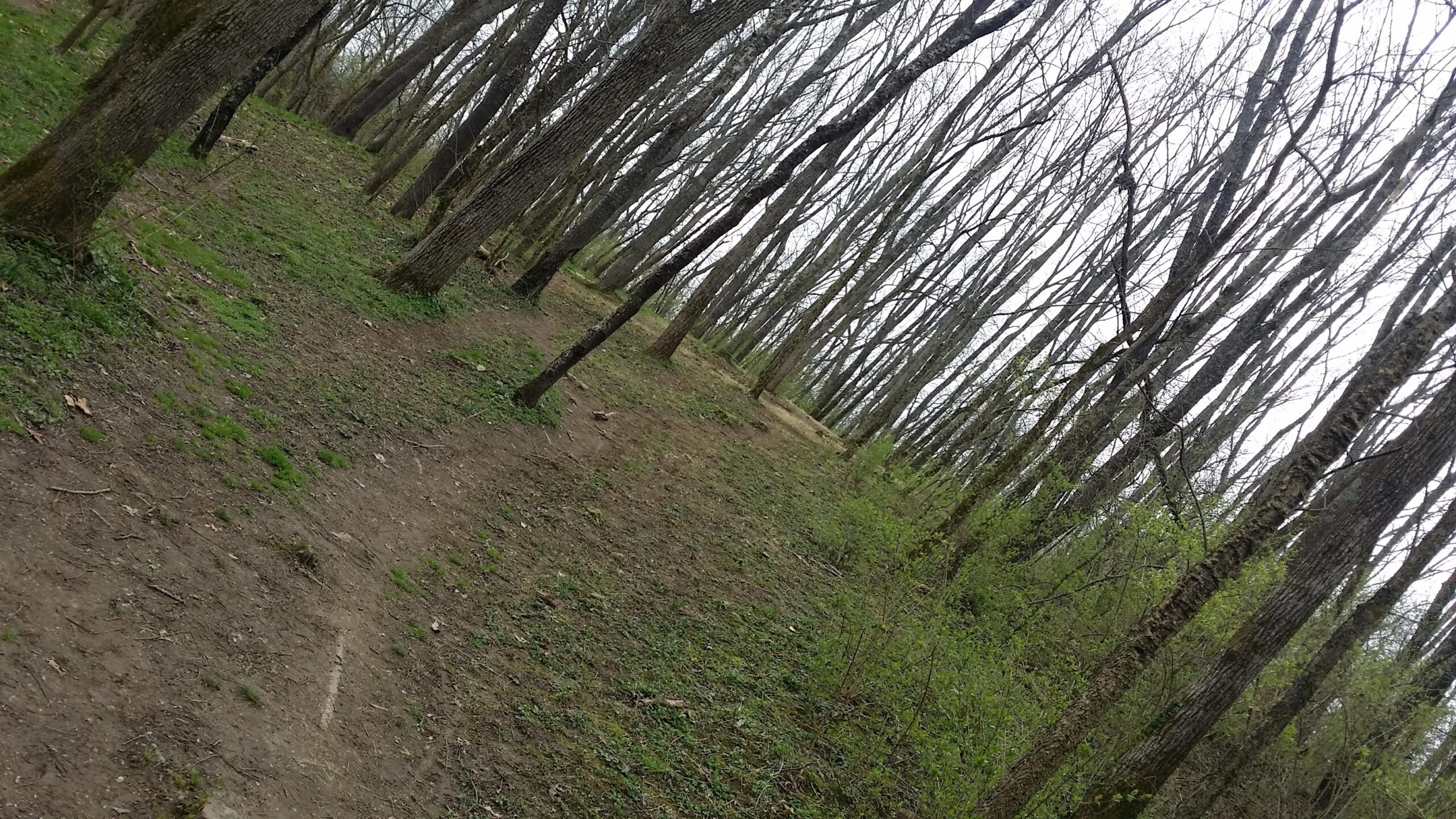 A dirt trail winding through a wooded area with tall, bare trees and patches of green grass. The scene captures a tranquil, natural landscape, suggesting early spring with hints of new foliage emerging among the trees. Veterans Park mountain bike trail.