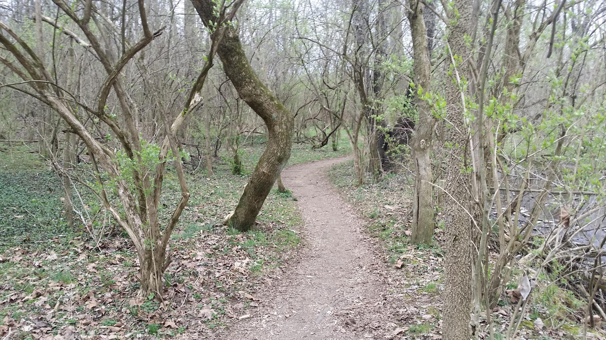 A winding dirt path through a forested area, bordered by leafless trees and scattered fallen leaves. New greenery is visible on some branches, indicating early spring. The landscape is serene, with a gentle, natural ambiance. Veterans Park mountain bike trail.
