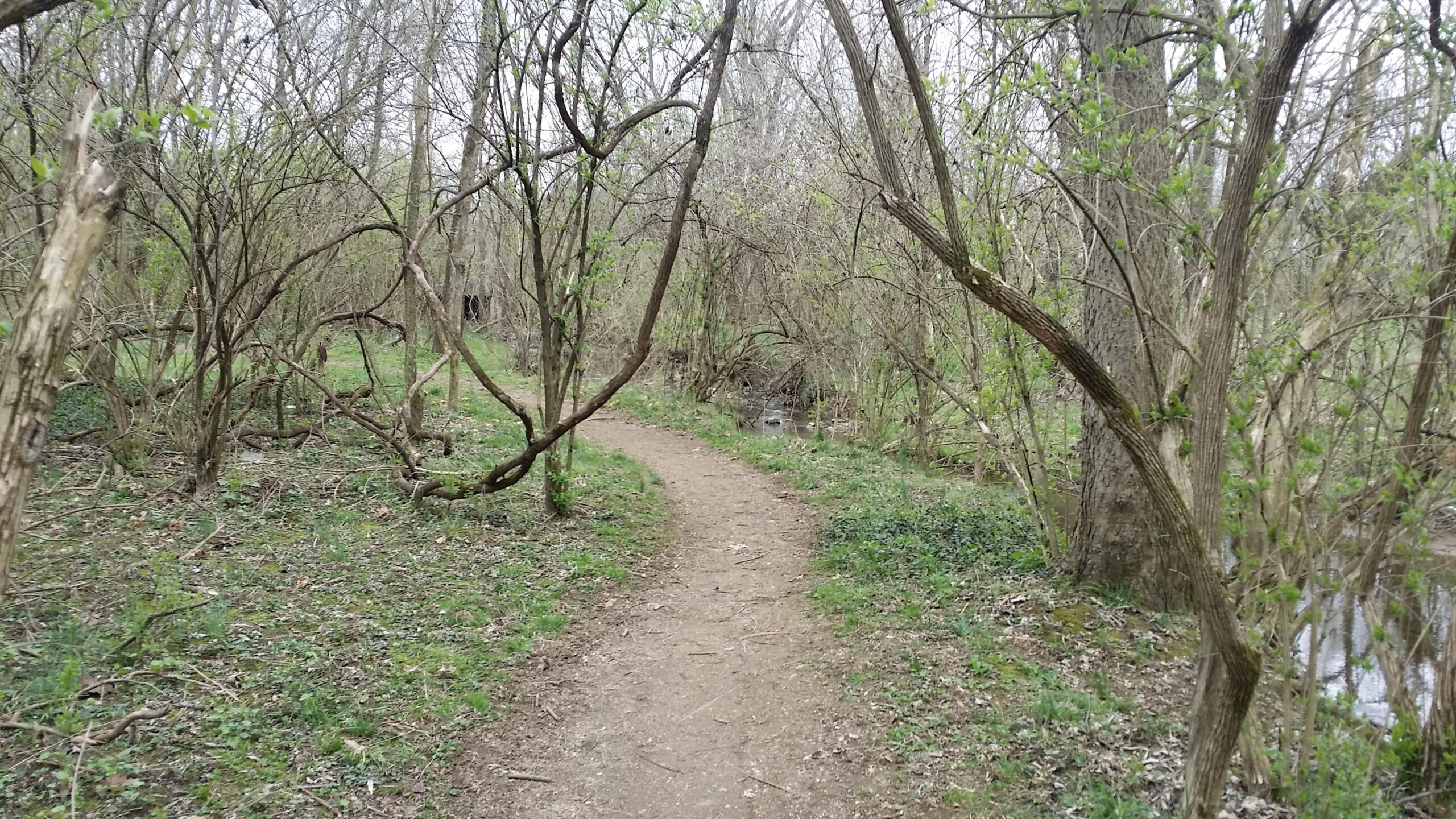 A winding dirt path lined with bare trees and bushes, leading through a peaceful, wooded area. Green grass and small plants emerge along the sides of the trail, with a glimpse of a small stream visible in the background. The scene is set in a tranquil, natural environment, hinting at early spring. Veterans Park mountain bike trail.